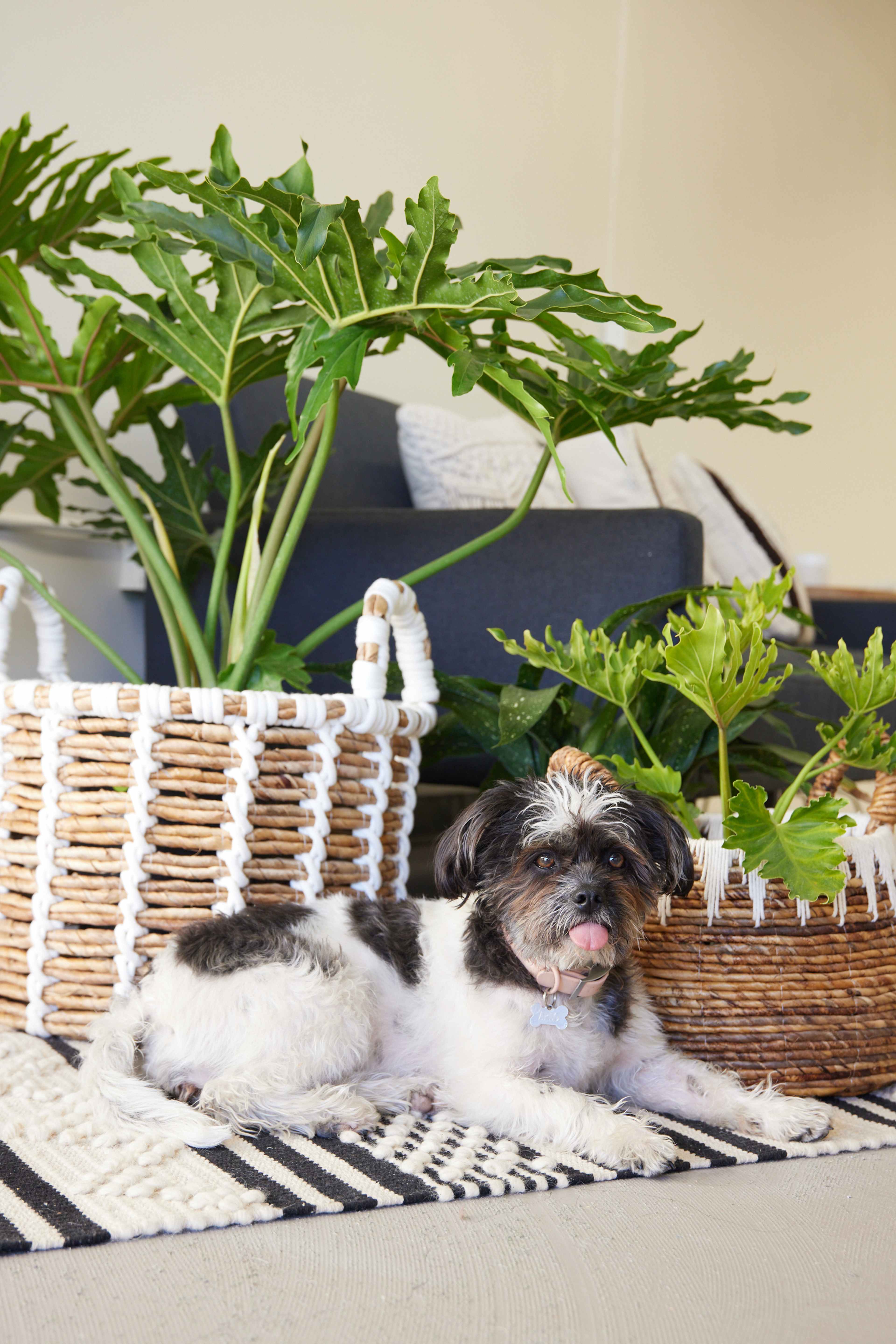 A small dog lies on a patterned rug in front of two large potted plants and a couch.
