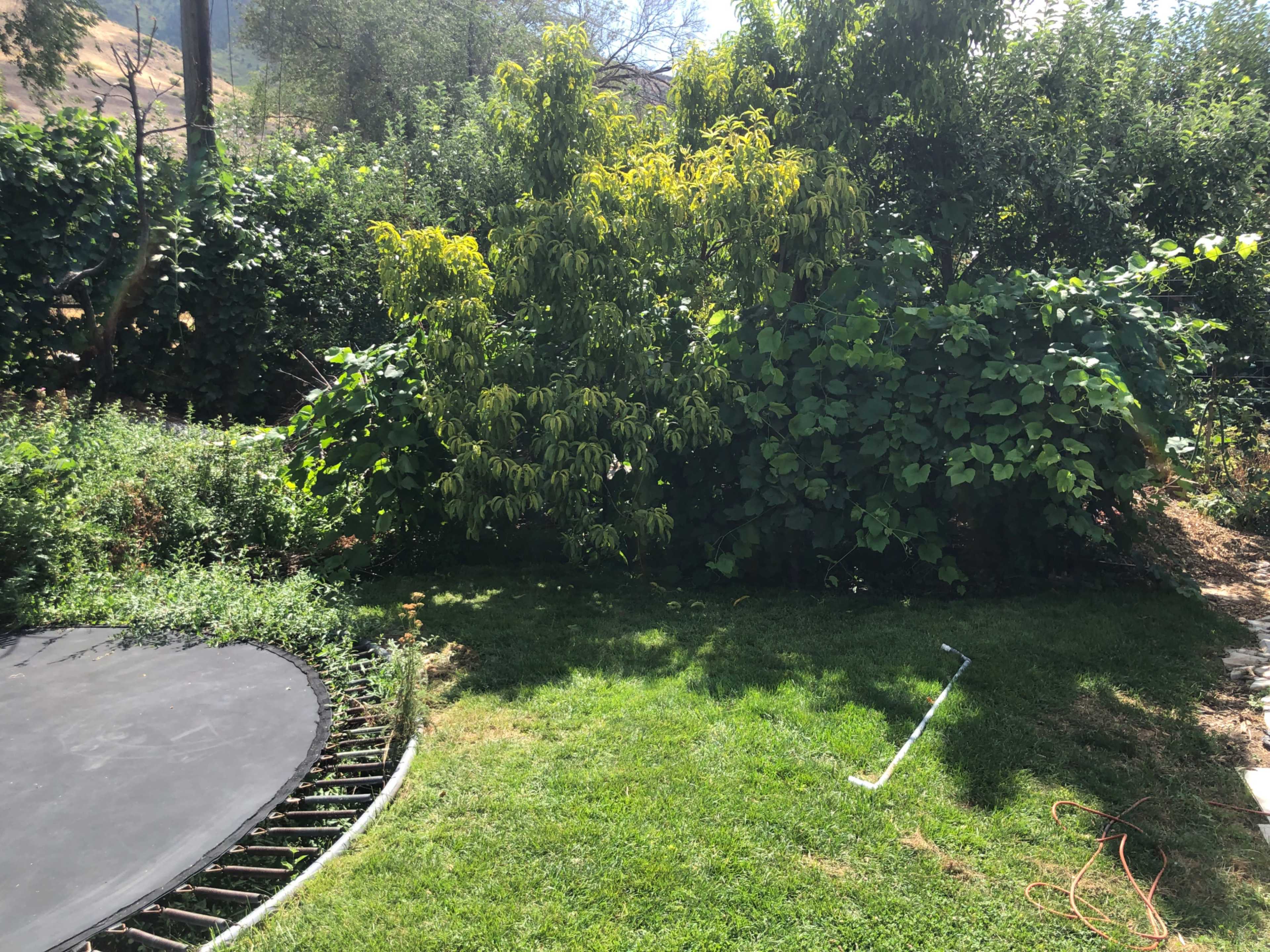 Provo Jungle Image in Provost, Provo, UT