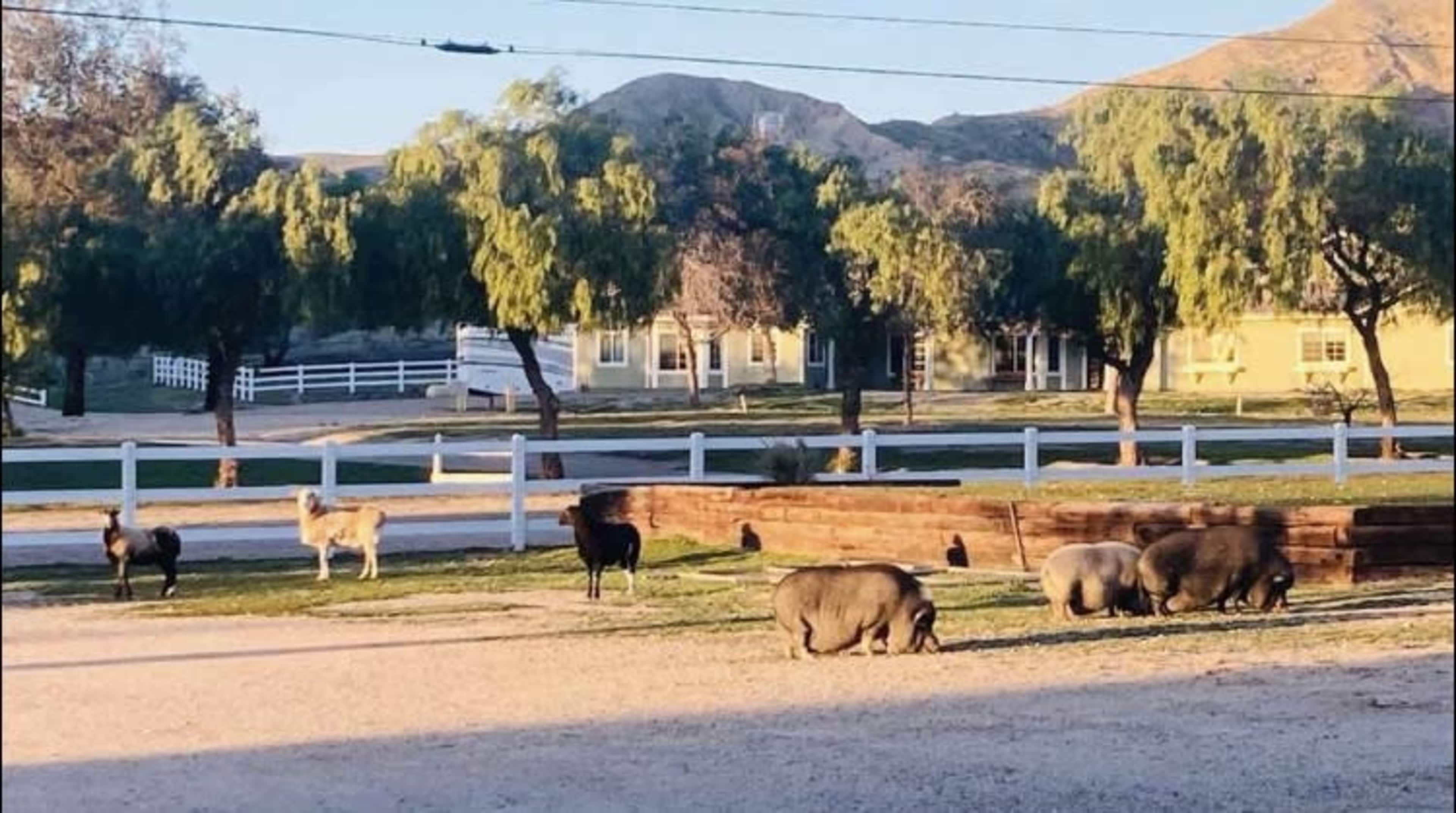 Several pigs and goats grazing in a fenced area near a stable or barn, with trees and mountains in the background.