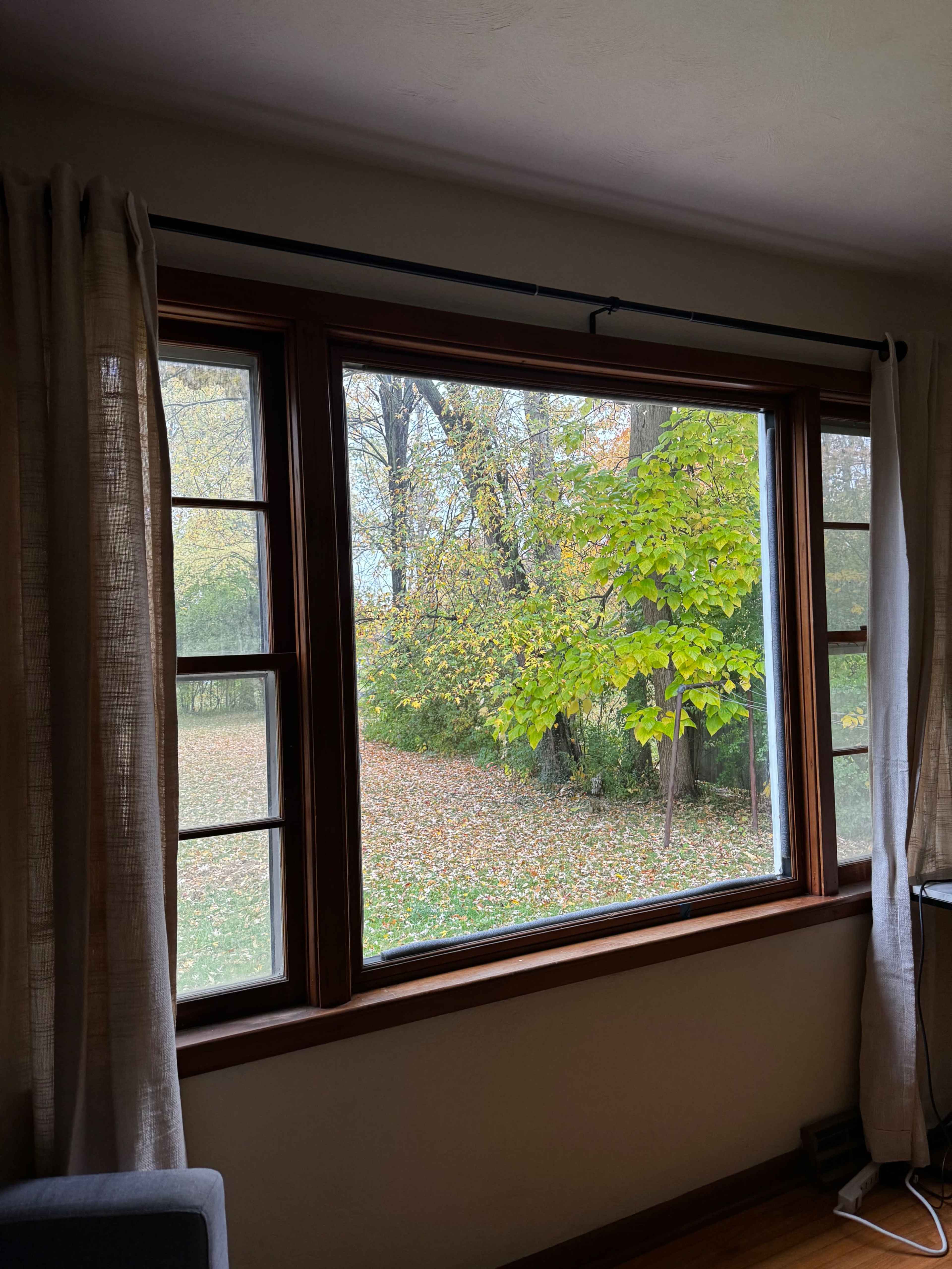A large window with a view of a green tree and fallen leaves outside.