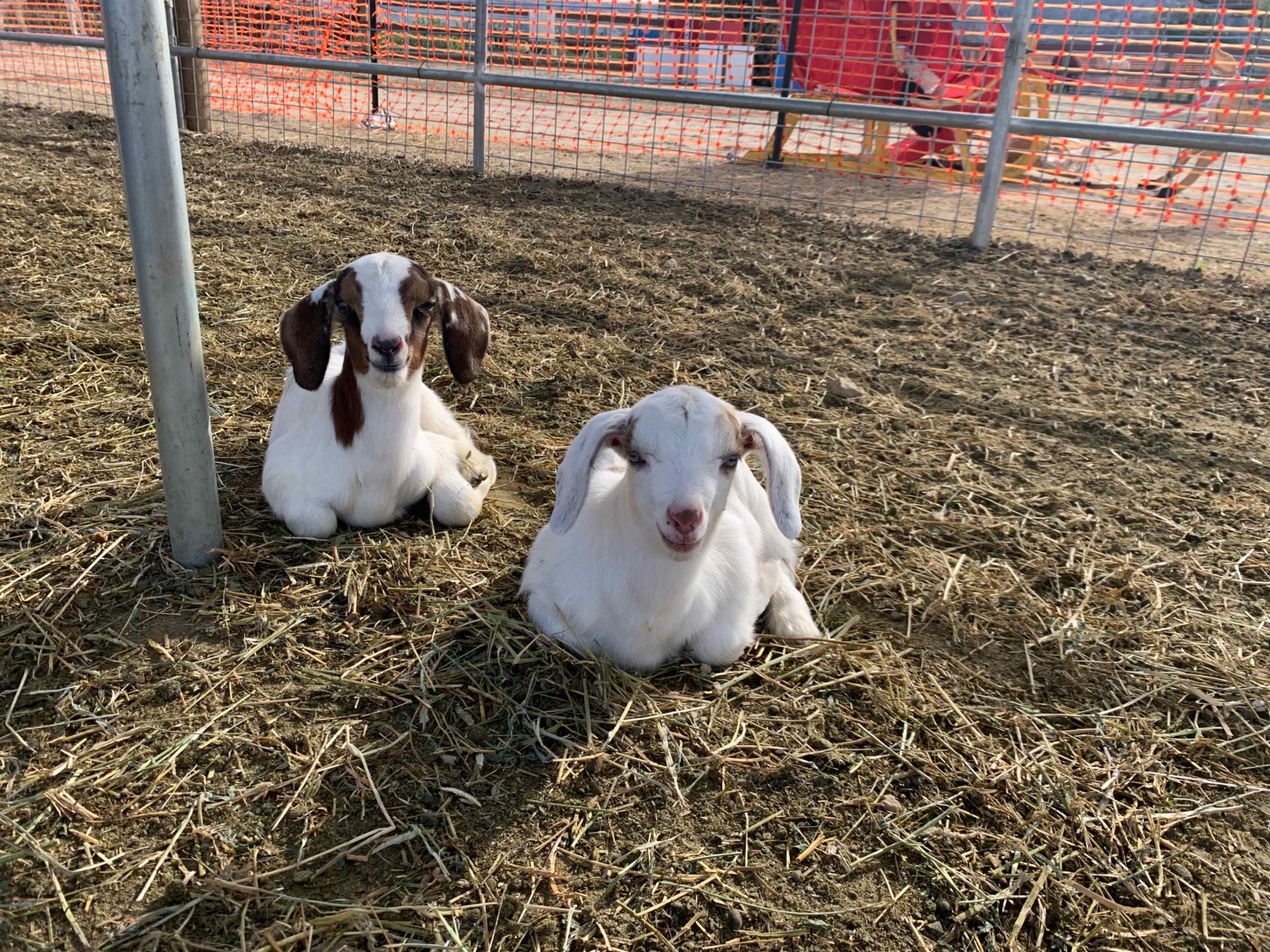 Farm  30 Minutes From Los Angeles County Image in , santa paula, CA
