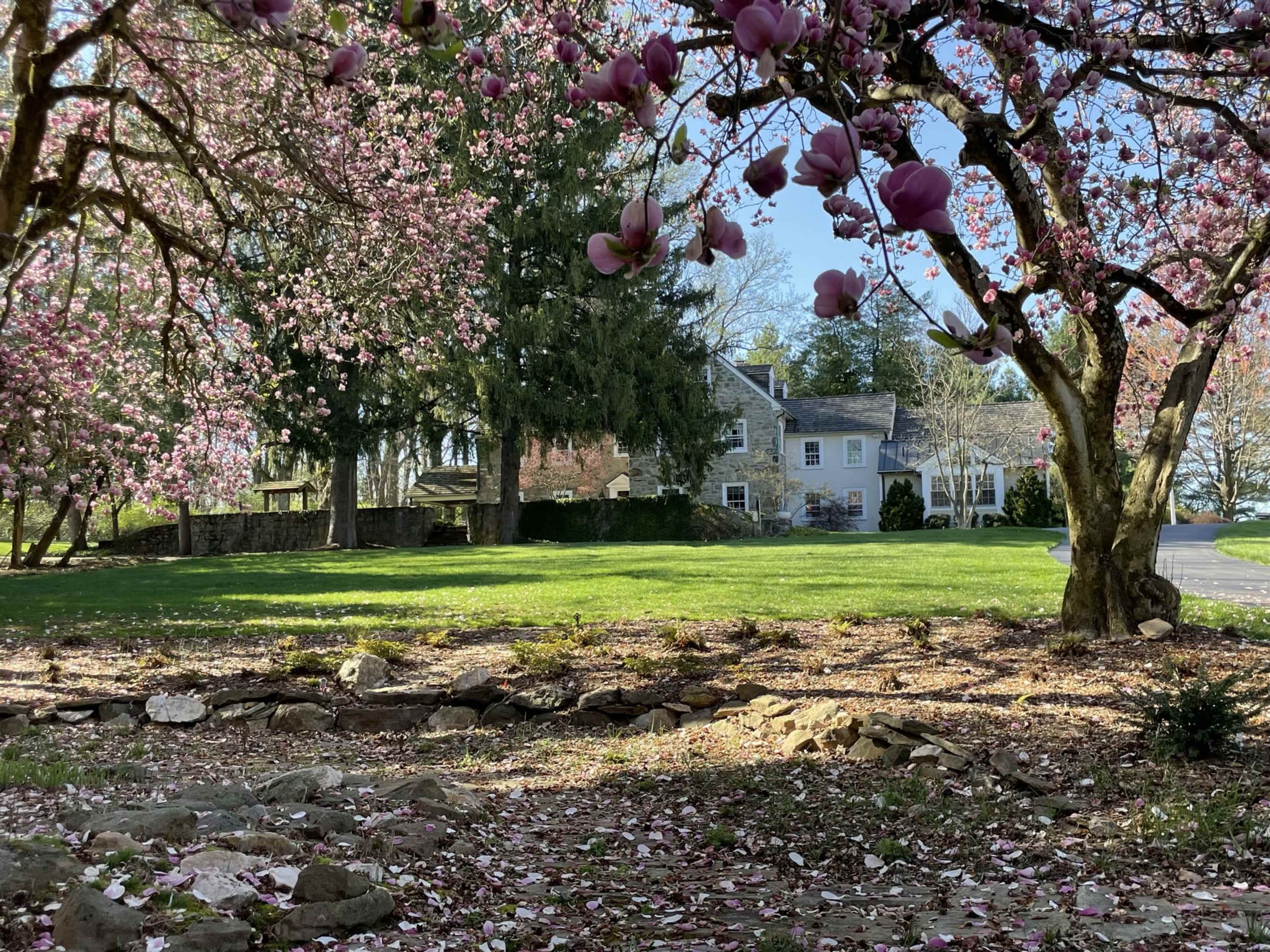 A large house is visible in the background, surrounded by green lawns and trees, with pink magnolia flowers blooming in the foreground.
