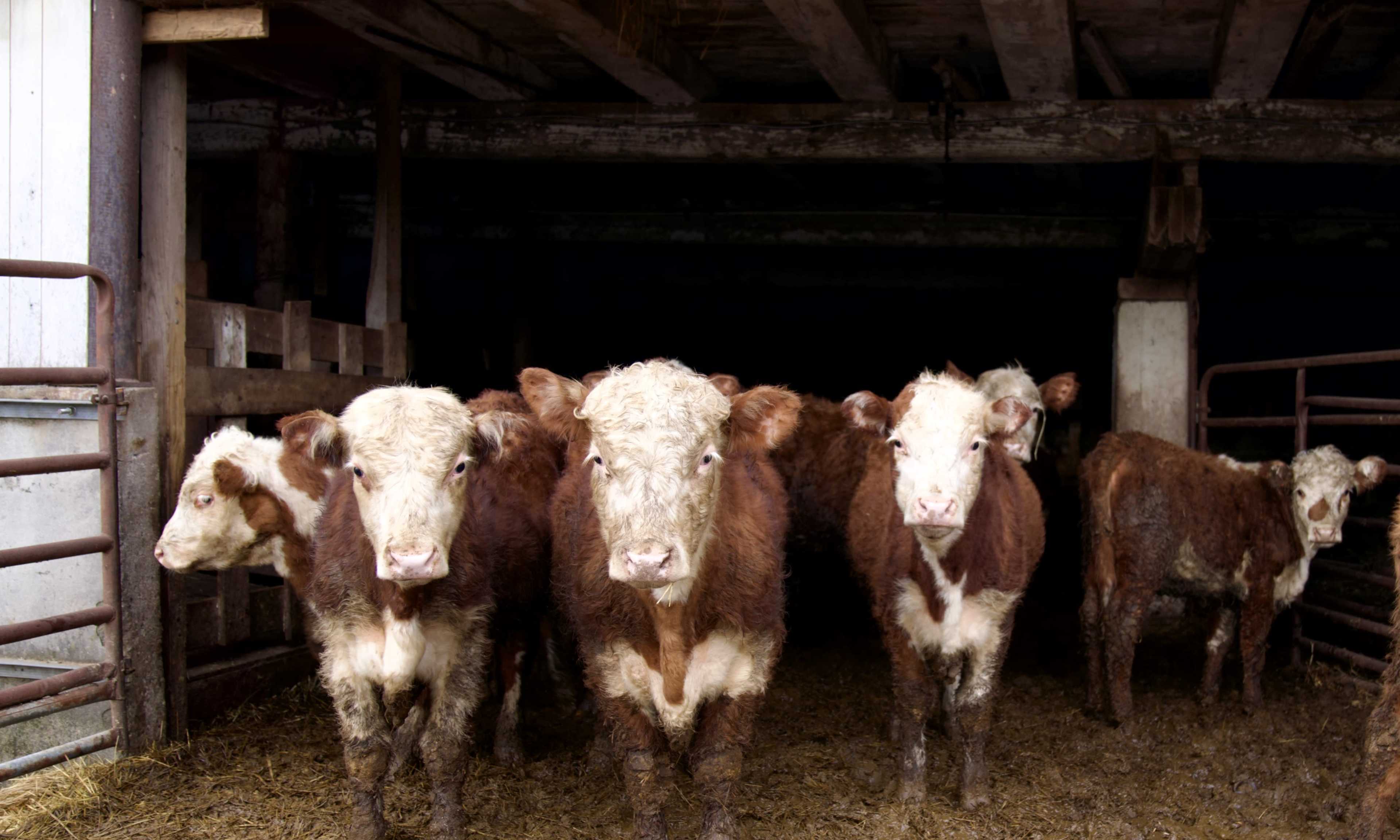 A group of five brown and white calves stands inside a dimly lit barn.