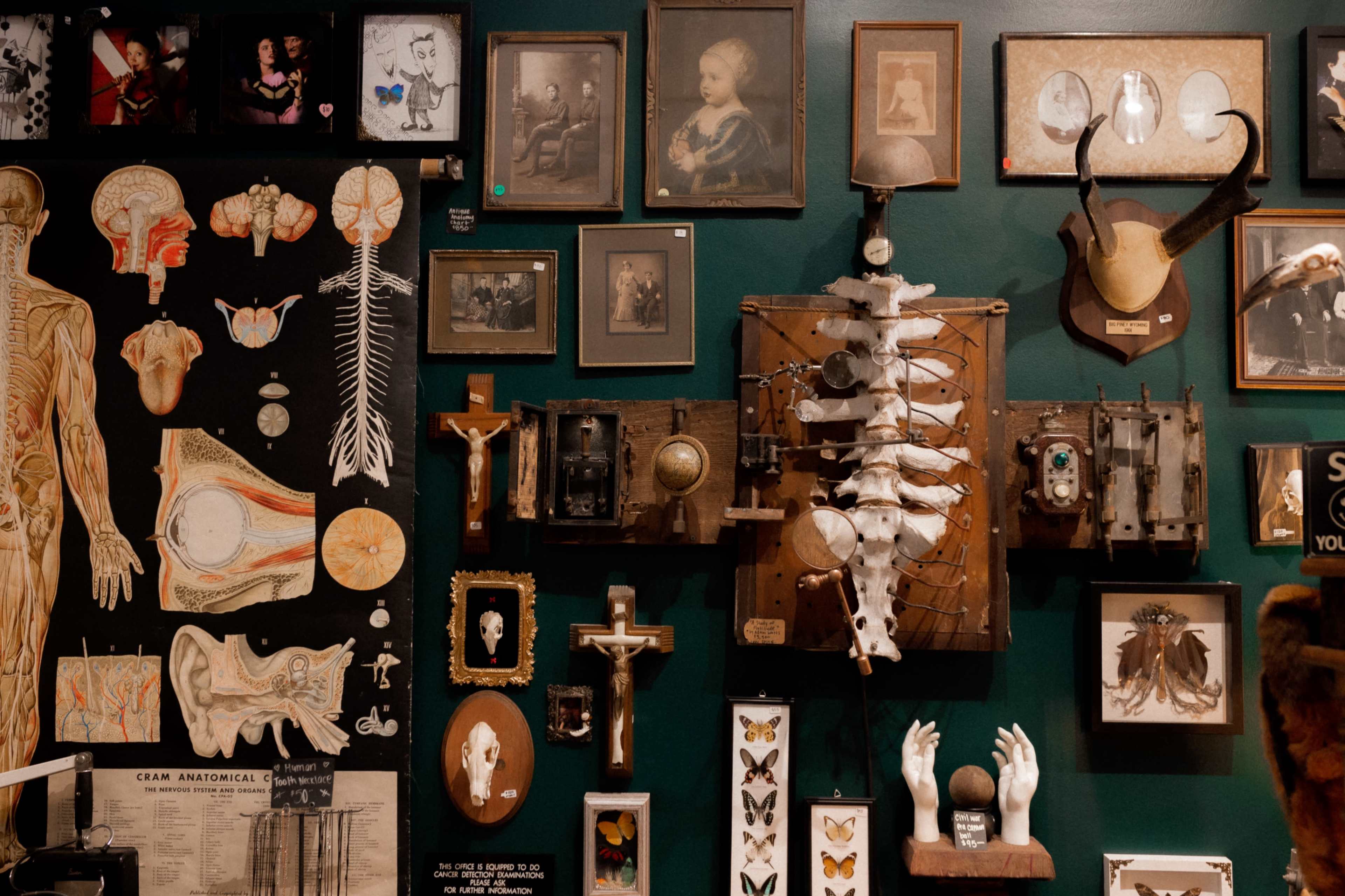 The image features a gallery wall adorned with various framed artworks, anatomical illustrations, curiosities, and mounted specimens.