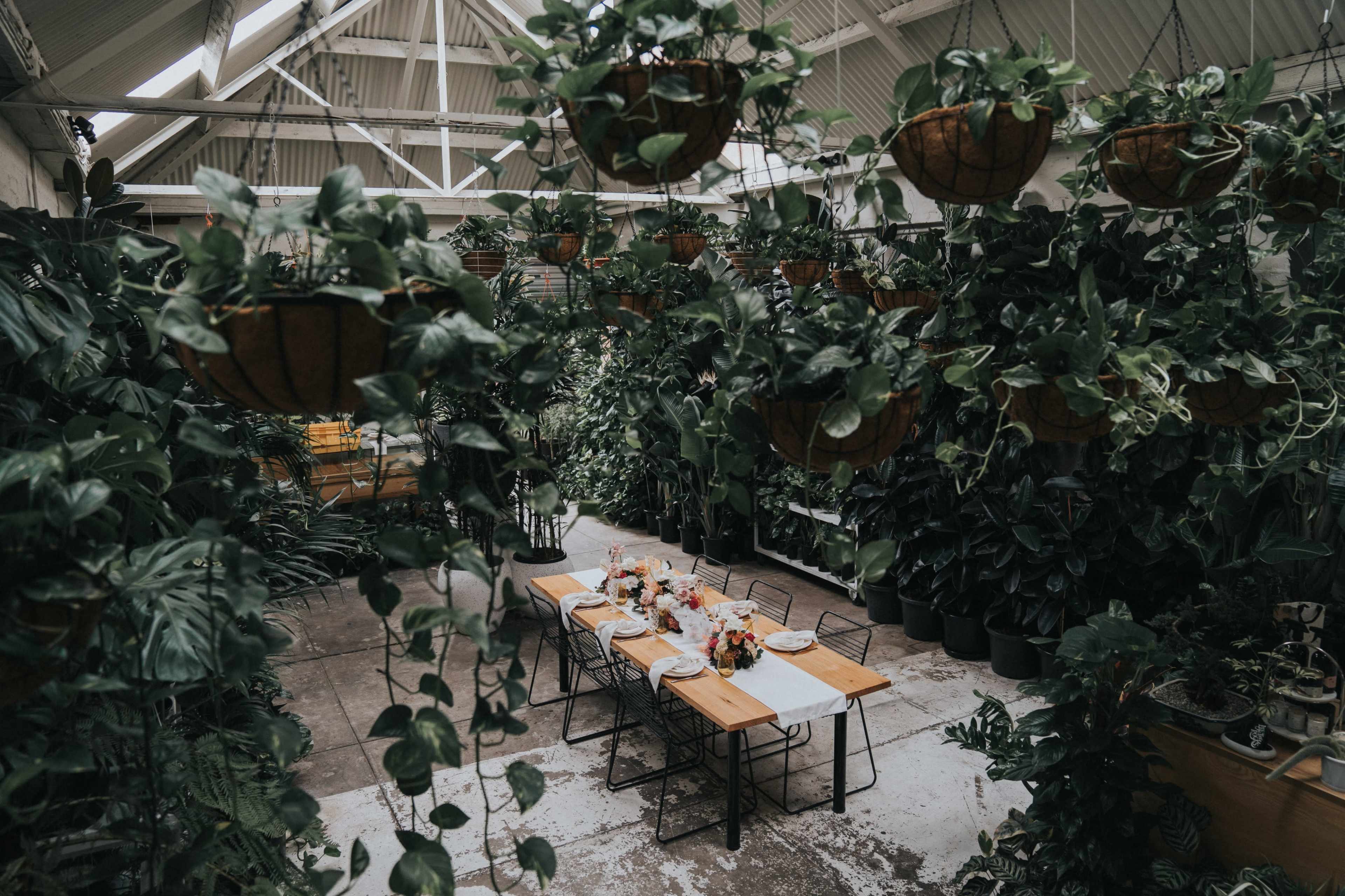A rustic greenhouse filled with hanging planters and a wooden dining table set with flowers.