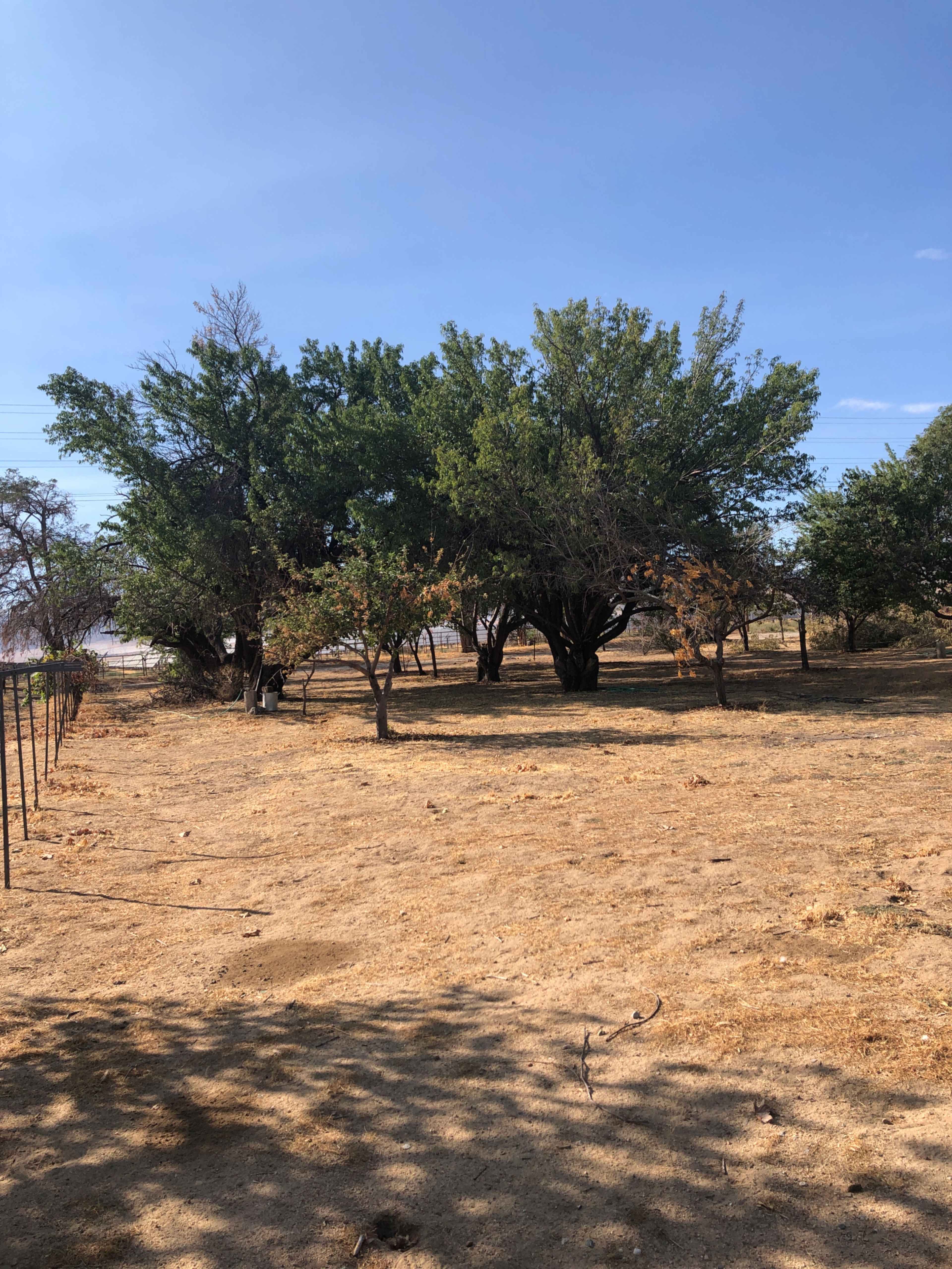 A cluster of trees stands in a dry, barren landscape under a clear blue sky.