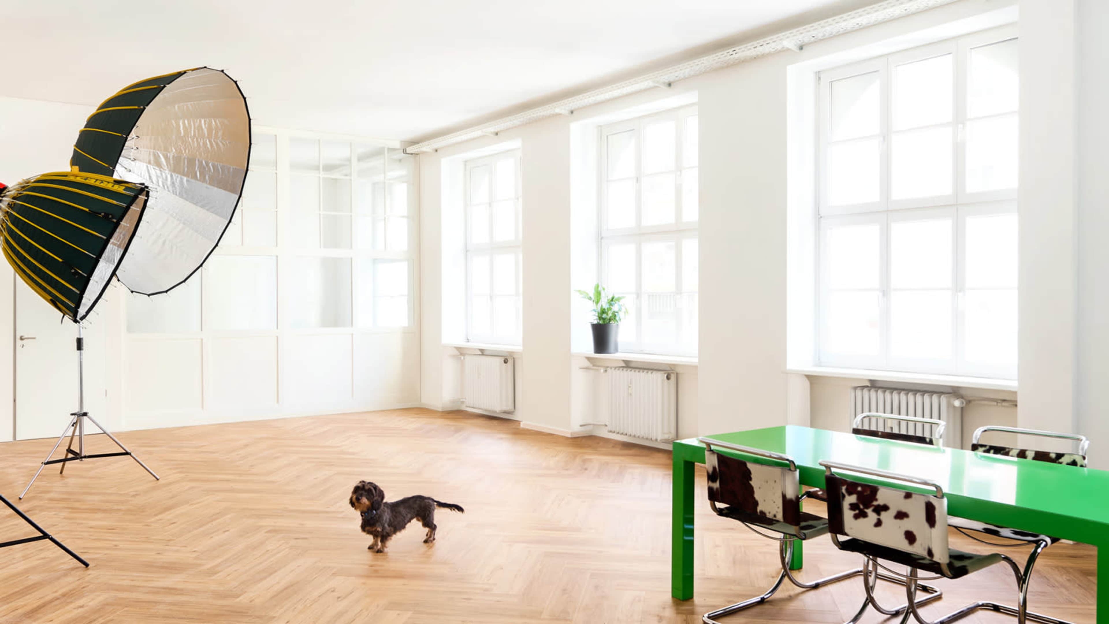 A small dog walks across a spacious, minimalistic room containing a green table and large lighting equipment.