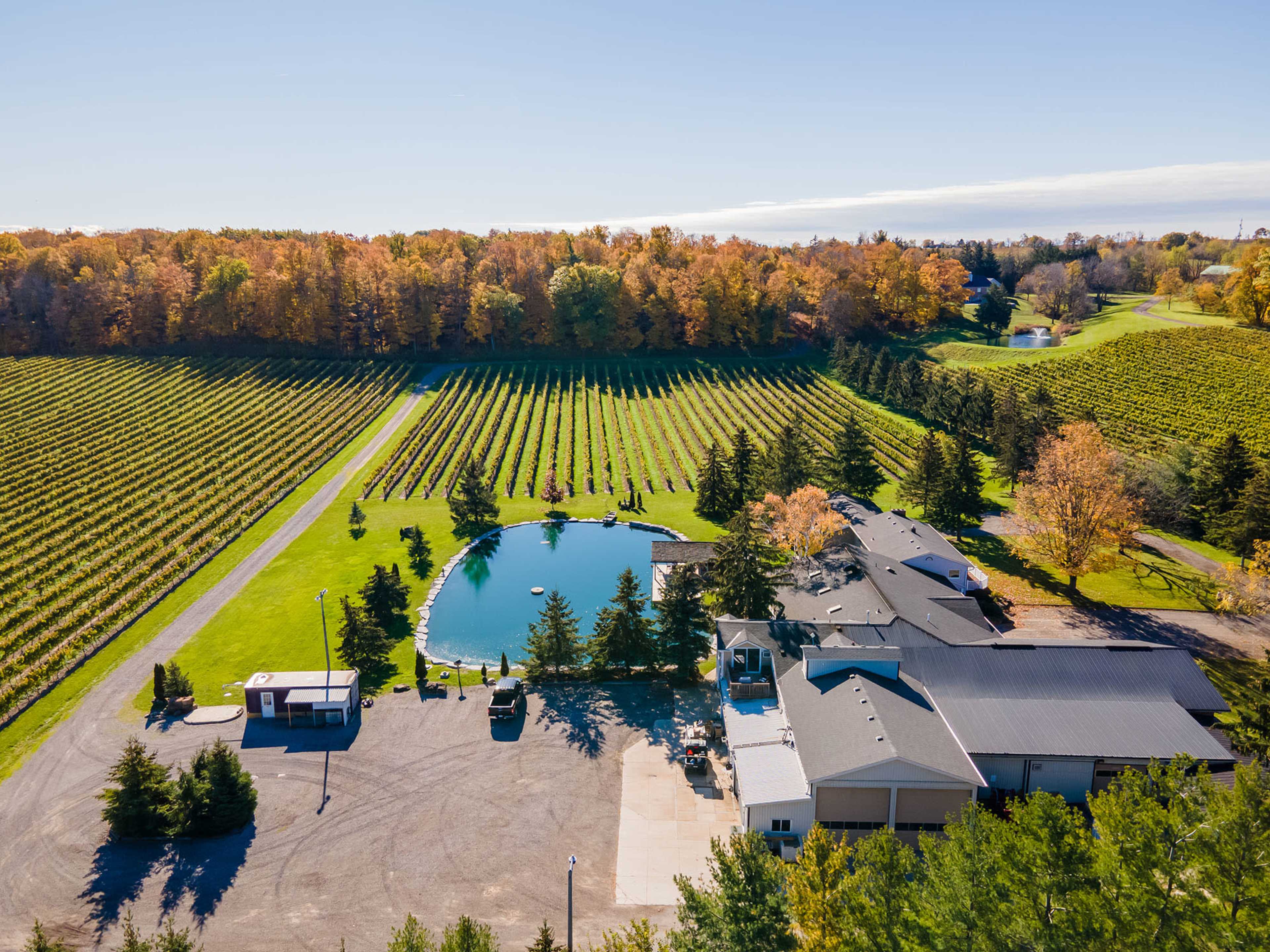 The image shows a vineyard with neatly organized rows of grapevines and a pond surrounded by trees in the foreground, set against a backdrop of autumn foliage.