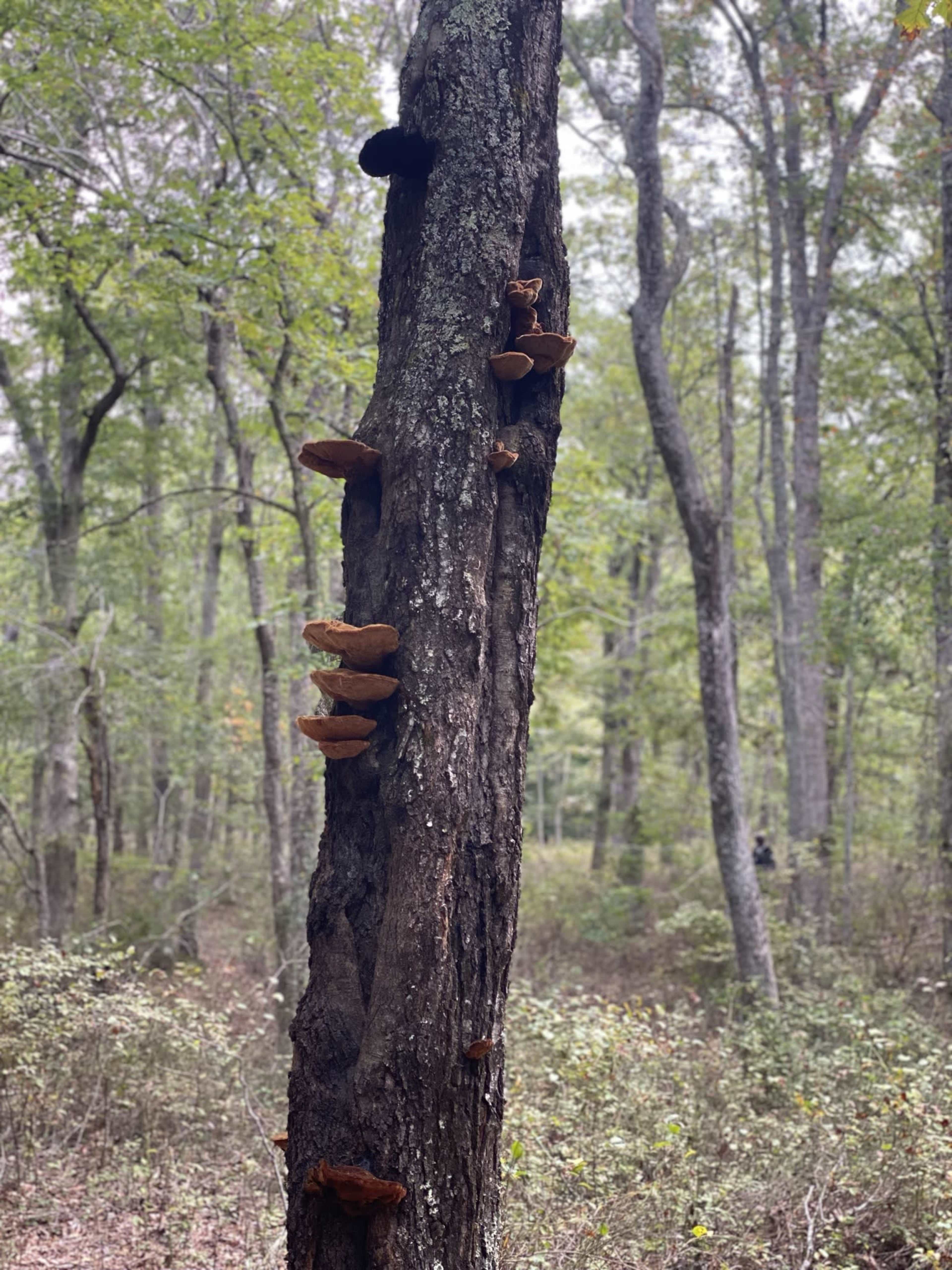A rough tree trunk is lined with several brown shelf fungi in a green, wooded area.