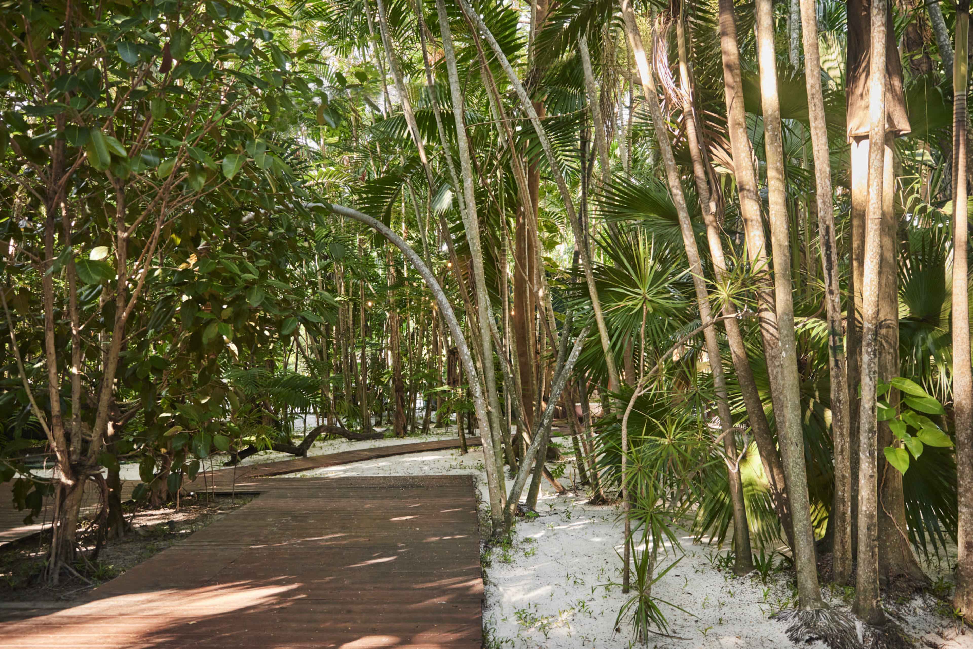 A wooden pathway winds through a dense tropical forest filled with various palm trees and lush greenery.