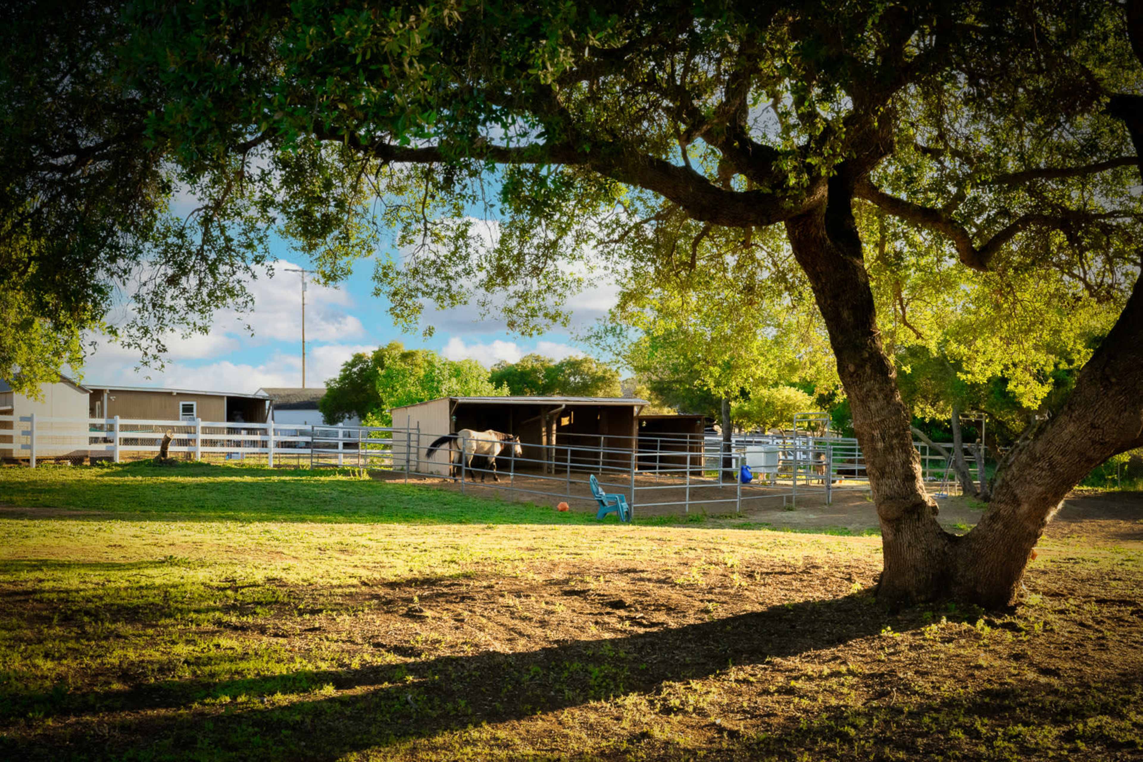 A horse stands in a fenced area near stables under a large tree.