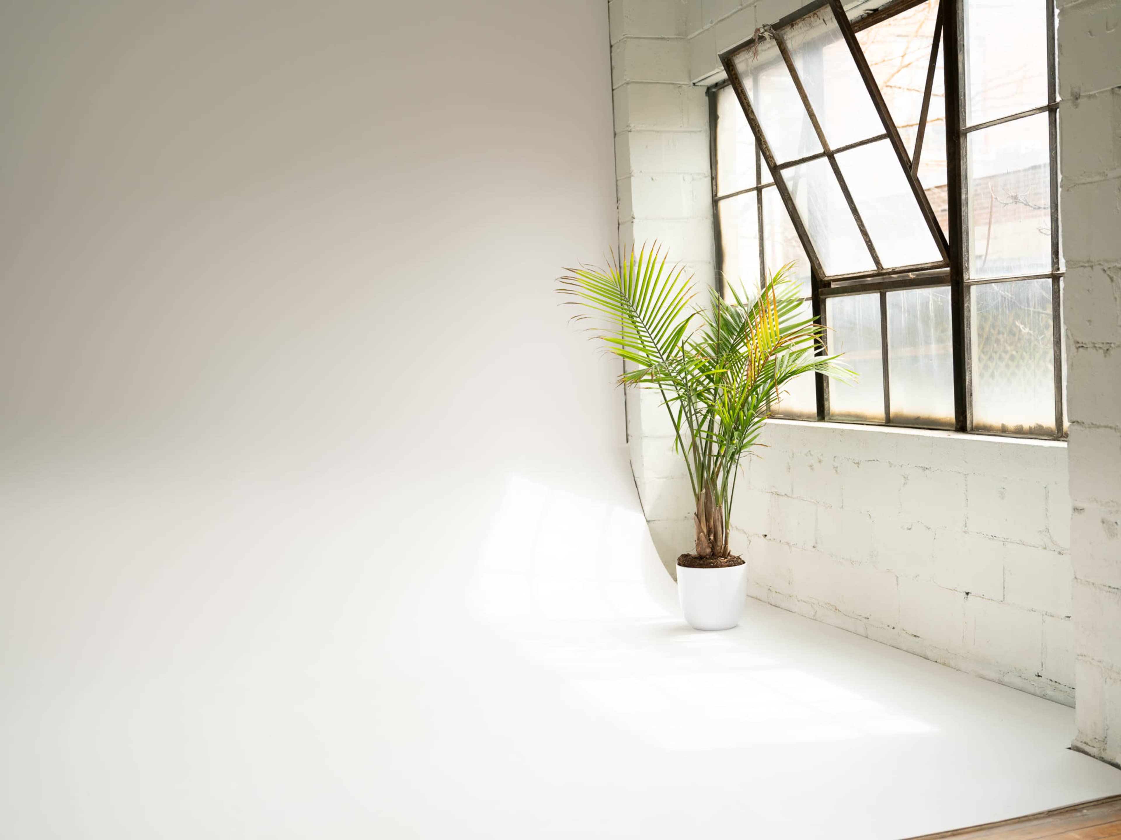 A potted plant stands near a large, open window in a minimalistic, bright room with white walls and a concrete floor.
