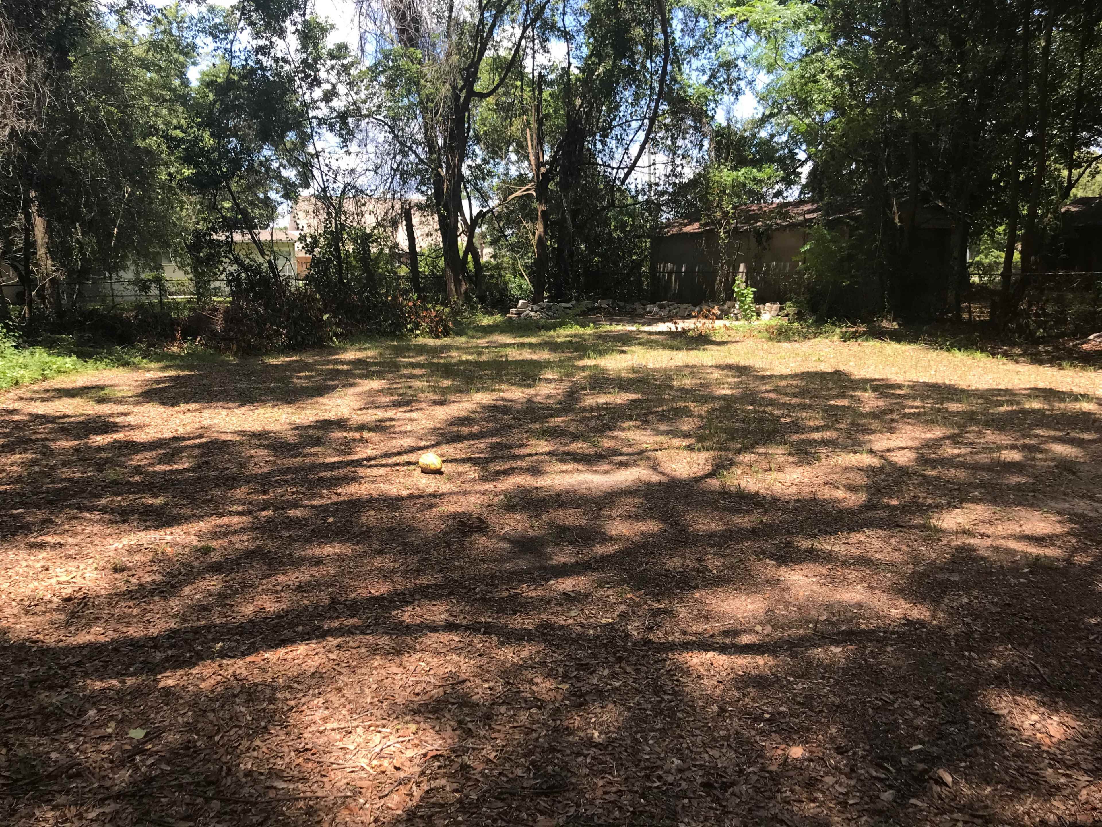 A cleared, grassy area surrounded by trees and scattered shadows.