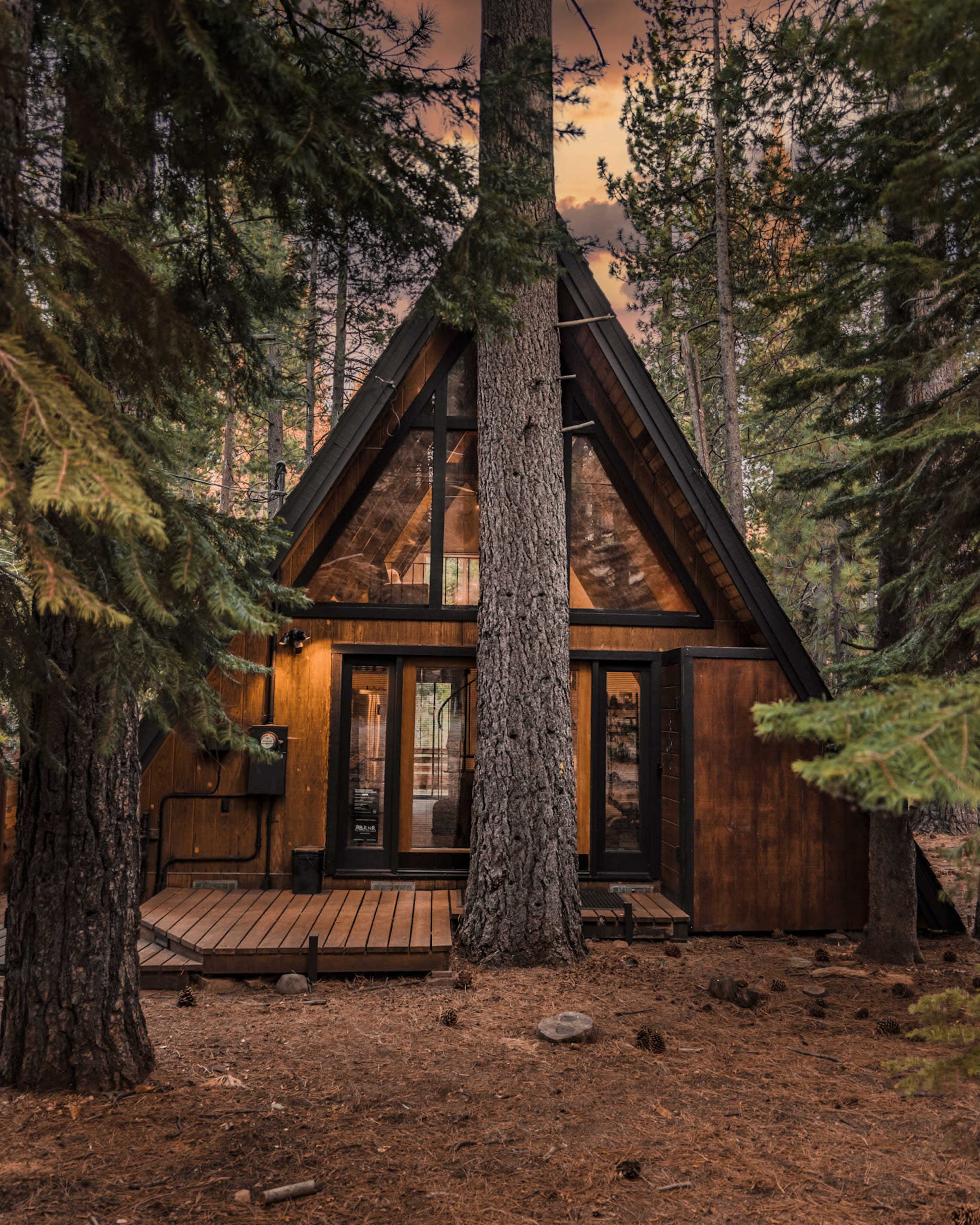 A wooden A-frame cabin is situated among tall pine trees, with a large tree growing directly through the structure.