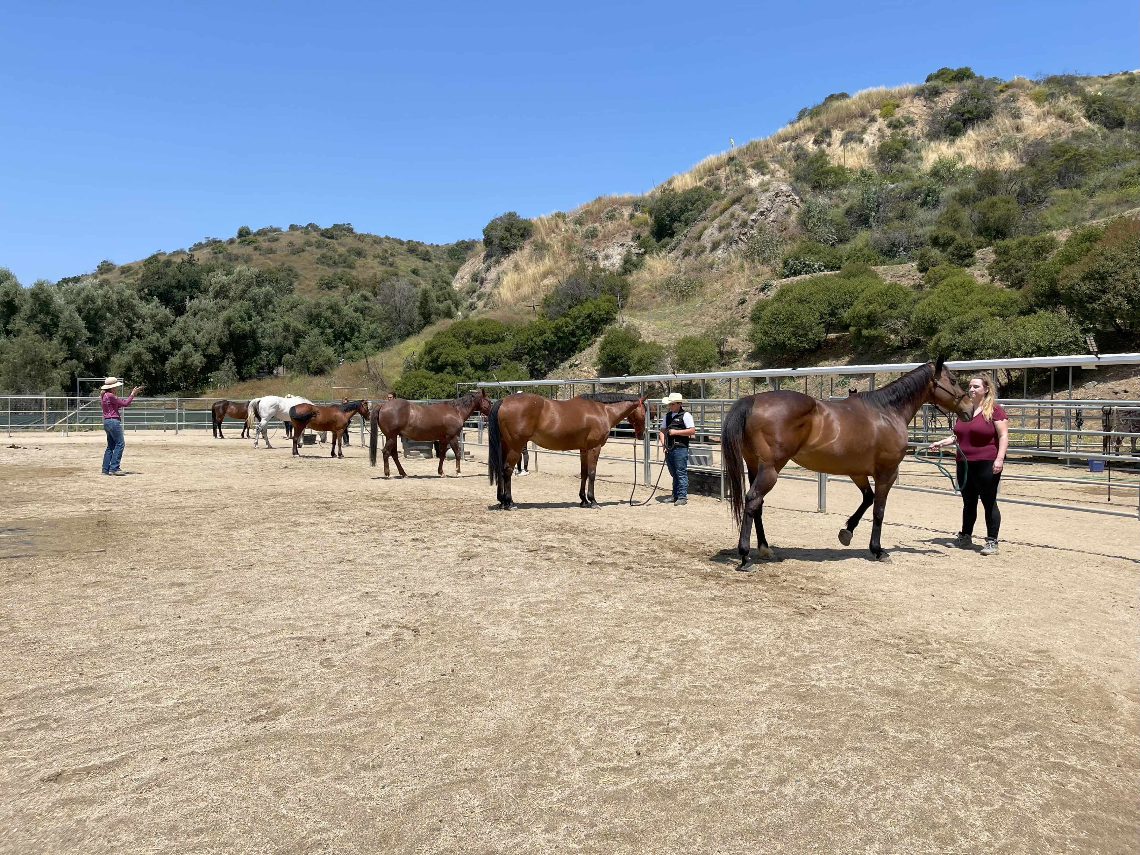 A group of horses stands in a training pen while several individuals attend to them under a clear blue sky.