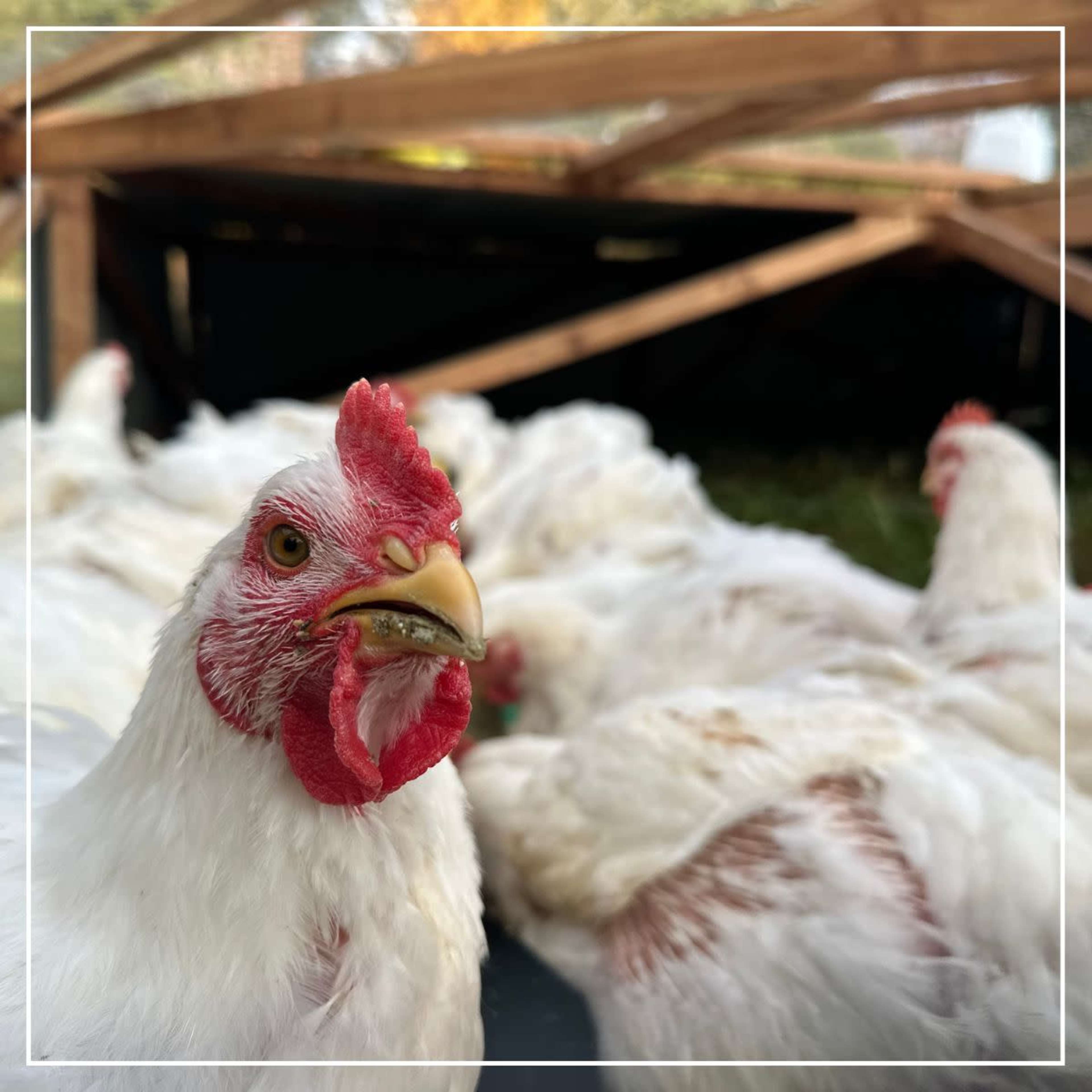 Hidden Paradise Farms Retreat: Scenic Cabins, Outdoor Kitchen, Regenerative Farming and Event Space Image in , CLARKRANGE, TN