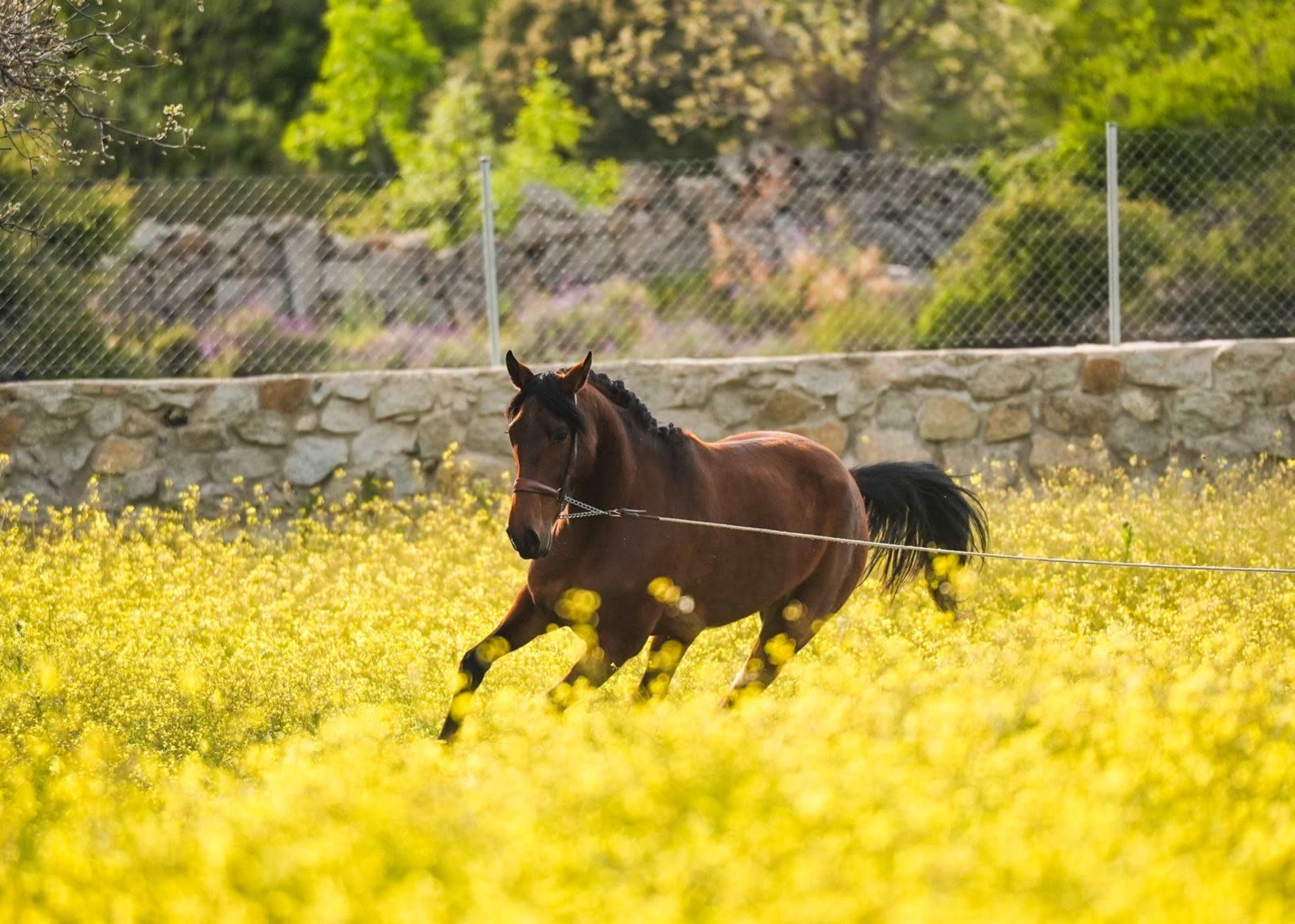 A brown horse runs through a field of yellow flowers near a stone wall.
