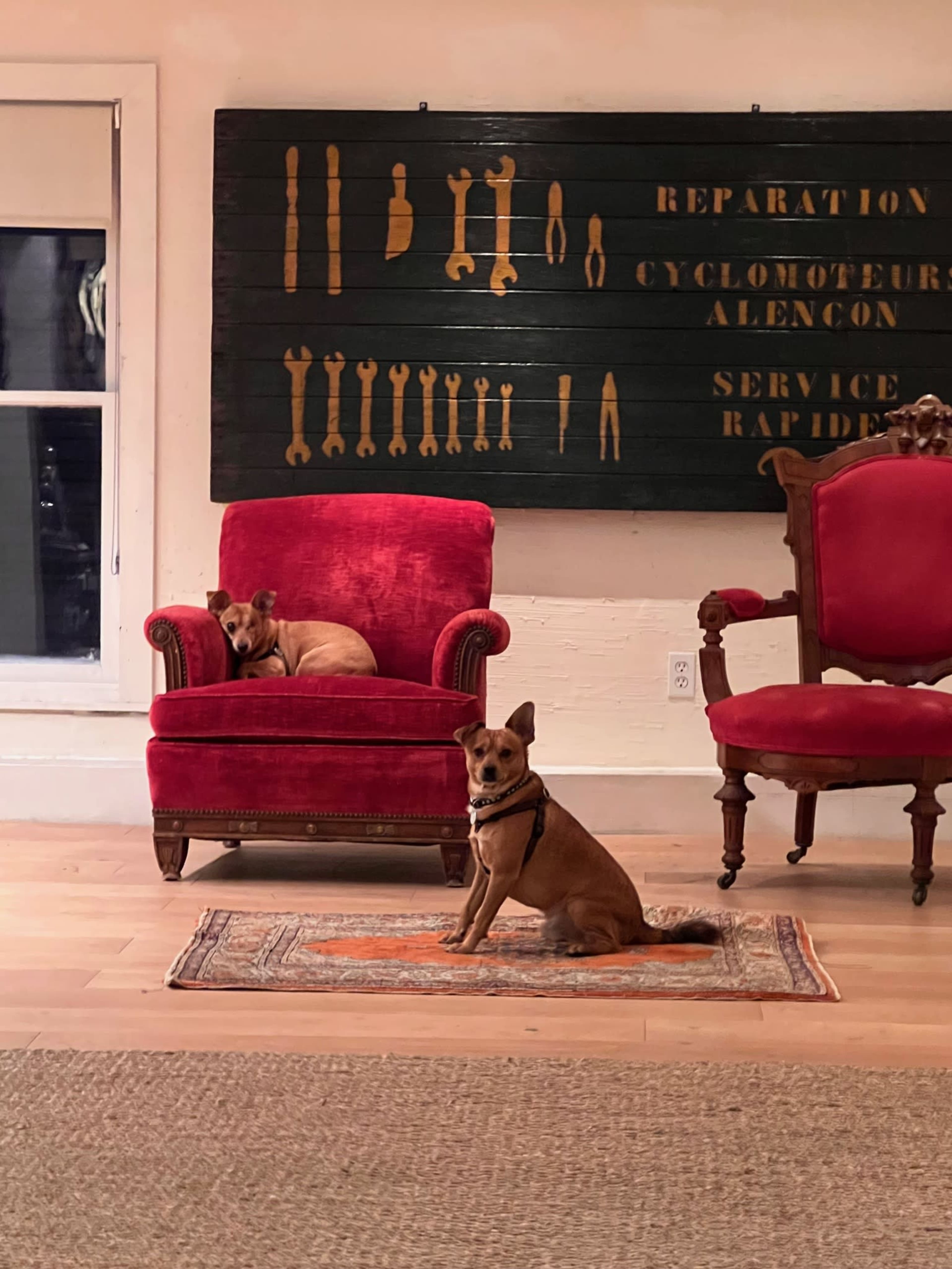Two dogs sit on a rug in a room adorned with a large sign featuring tools and repair services, with one dog on a red chair in the background.