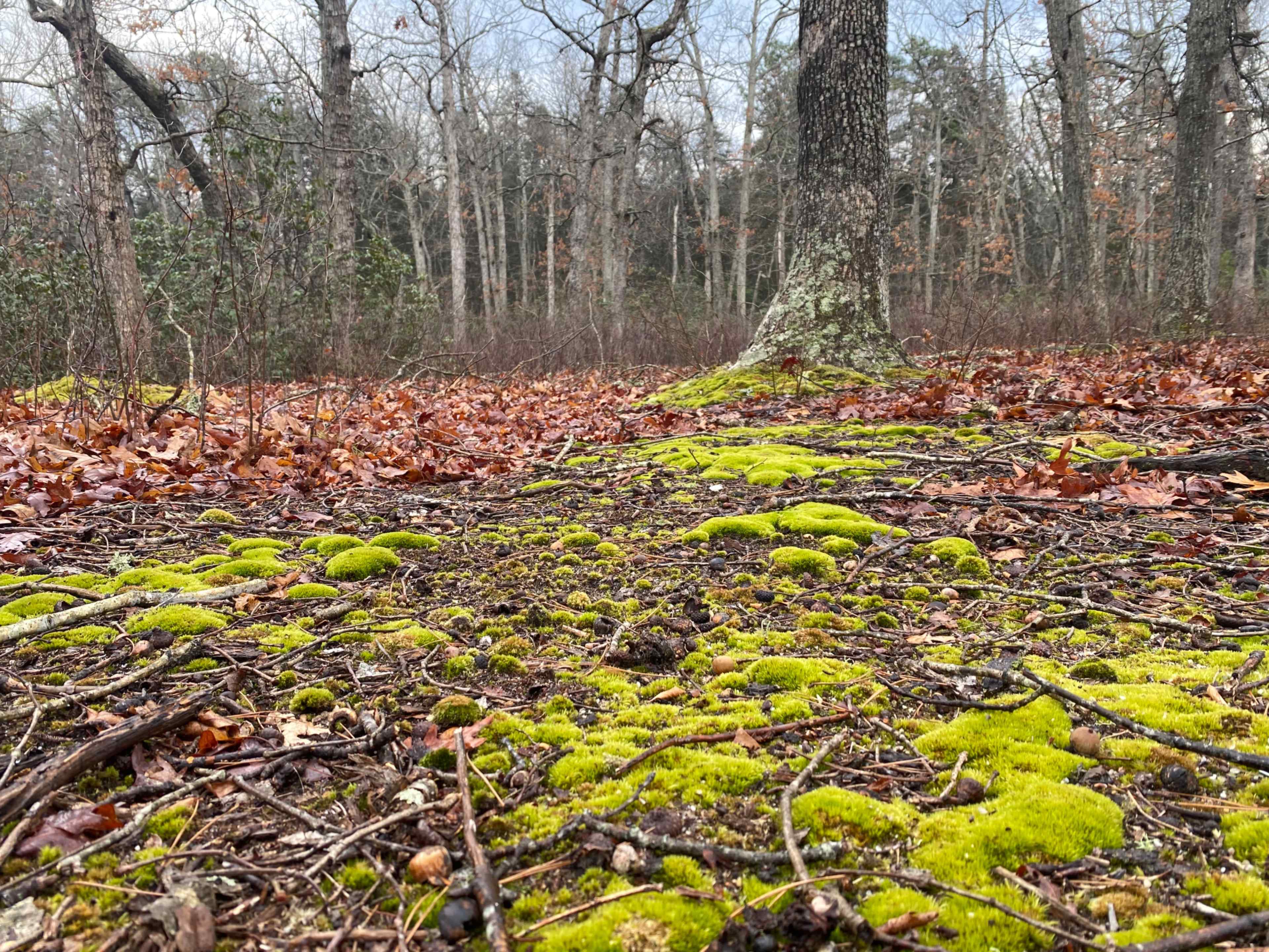 The forest floor is covered with green moss and scattered leaves beneath bare trees.