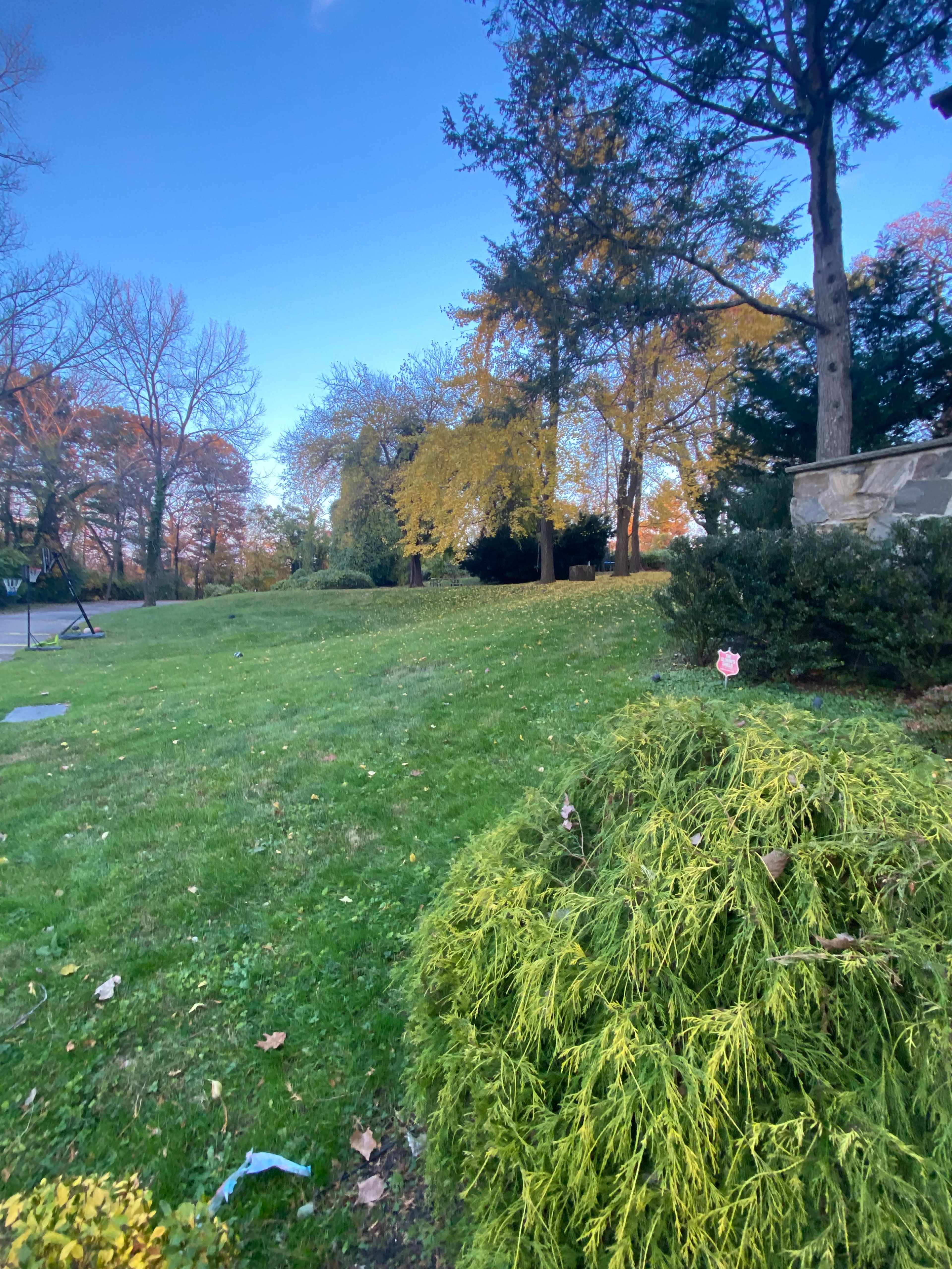 The image shows a grassy yard with trees in varying shades and a clear blue sky.
