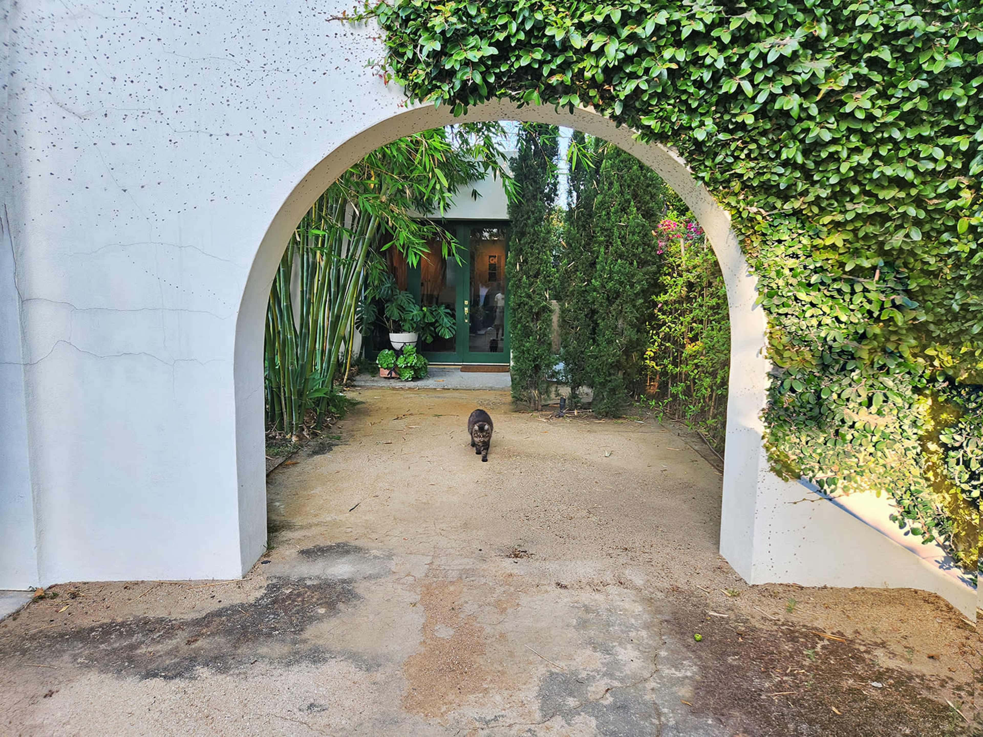 A black cat walks along a sandy path under an archway surrounded by greenery and plants.