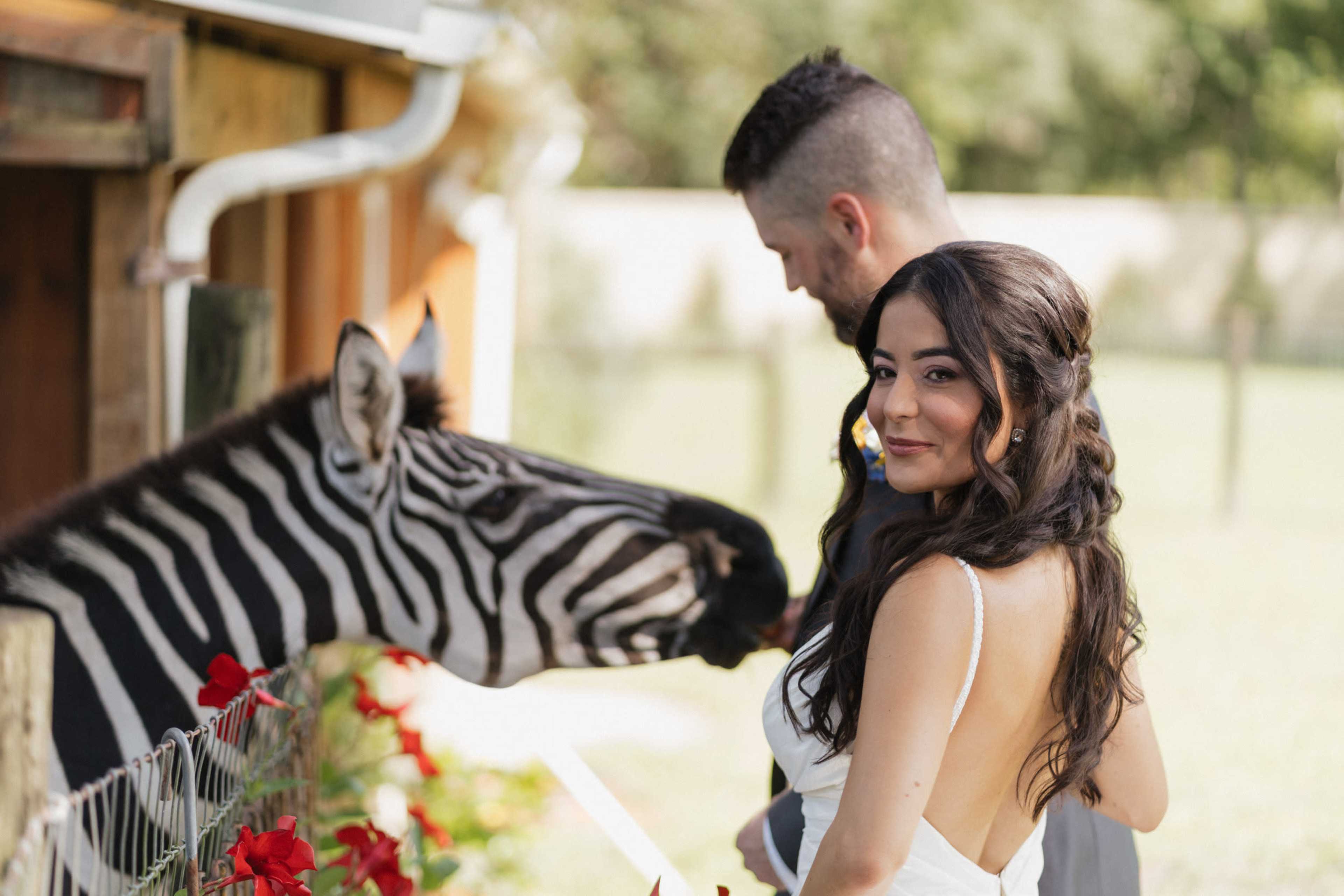 A bride looks back at the camera as a zebra leans its head over a fence beside her and a man stands behind her.