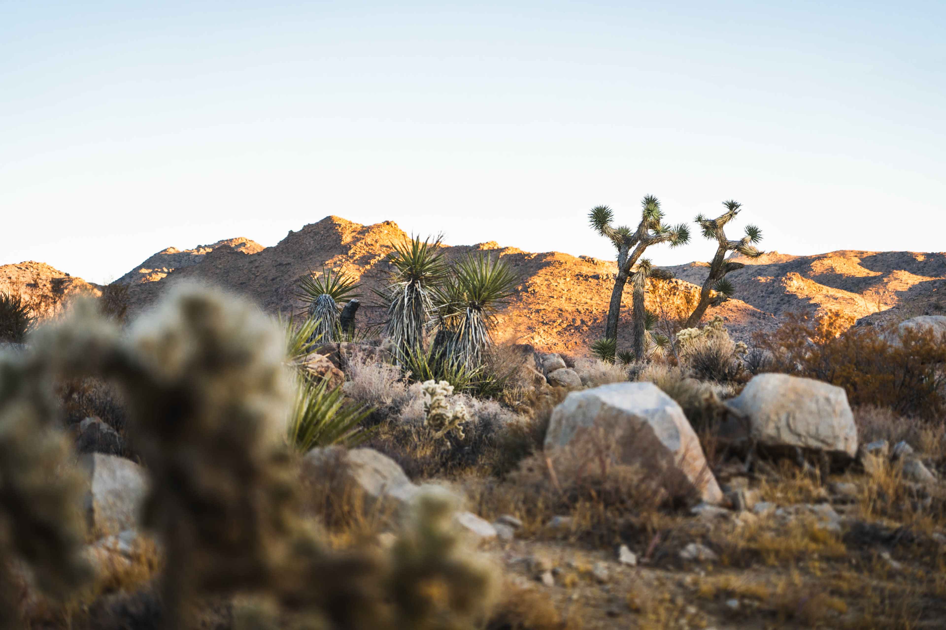 The image shows a desert landscape with various cacti and rocky terrain under a clear sky.