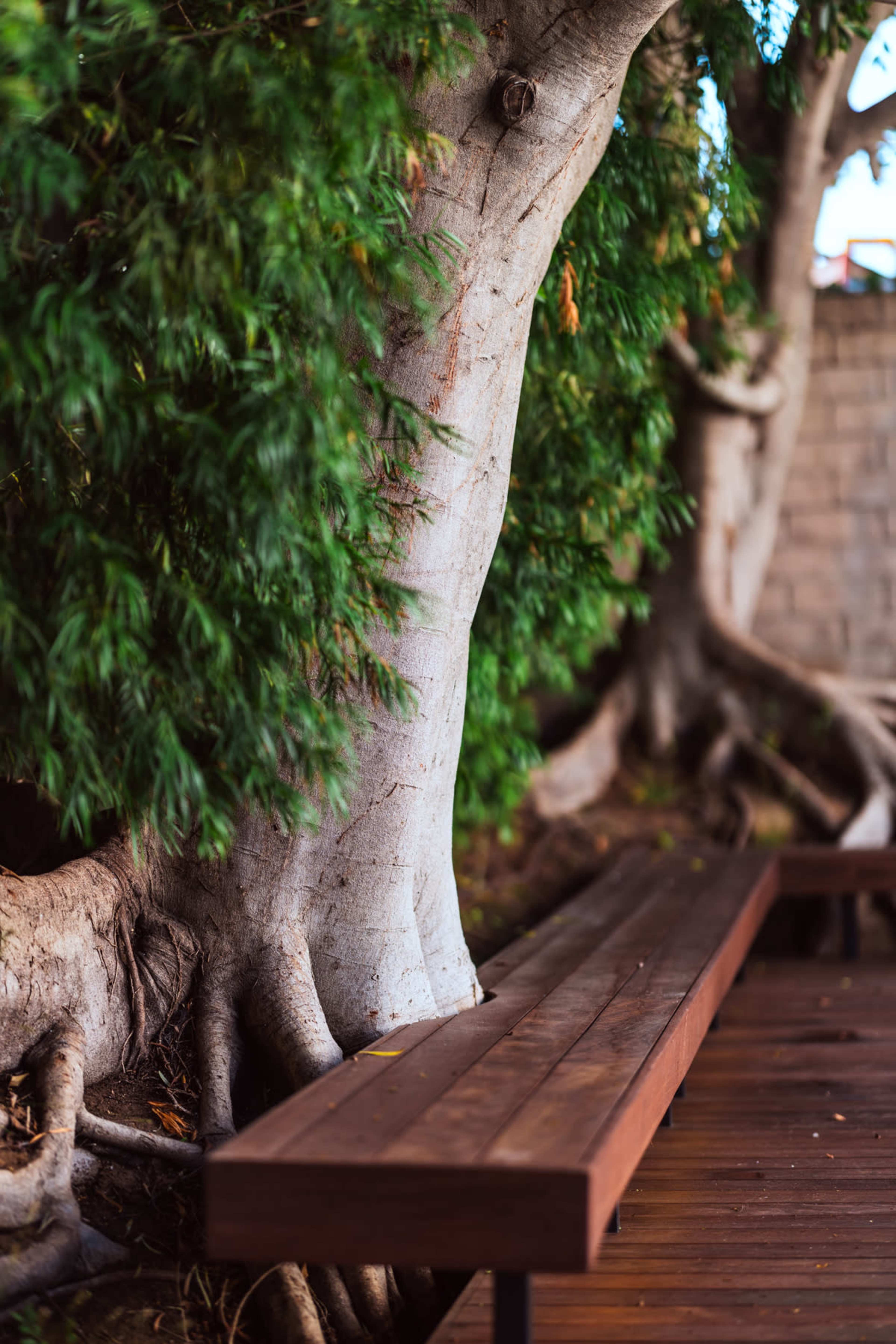 A wooden bench is positioned next to a large tree with prominent roots and a thick trunk, surrounded by lush green foliage.