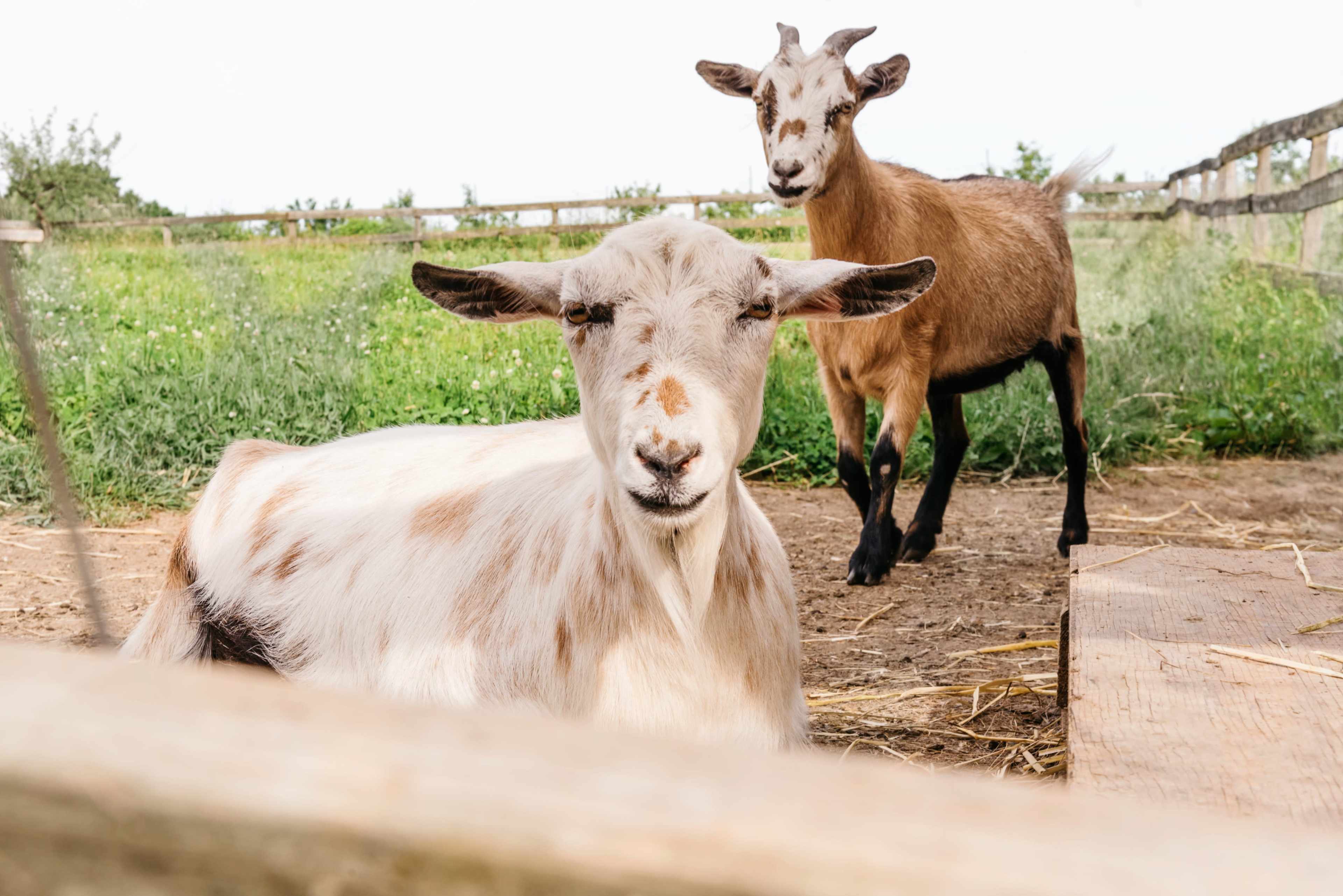 Two goats are in a pasture, with one lying down in the foreground and another standing behind it.