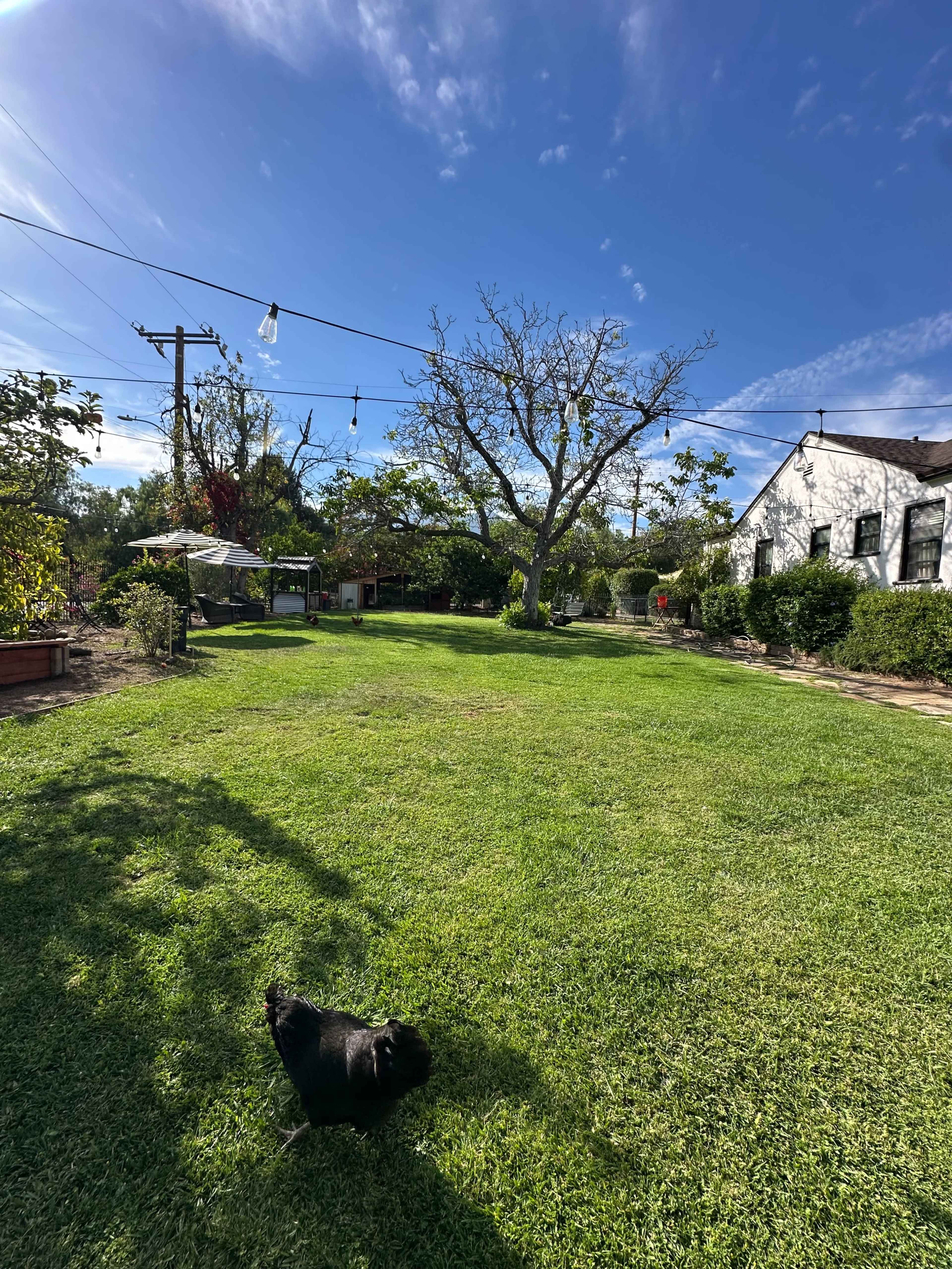 A black chicken wanders across a grassy yard, with a large tree and house visible in the background under a clear blue sky.