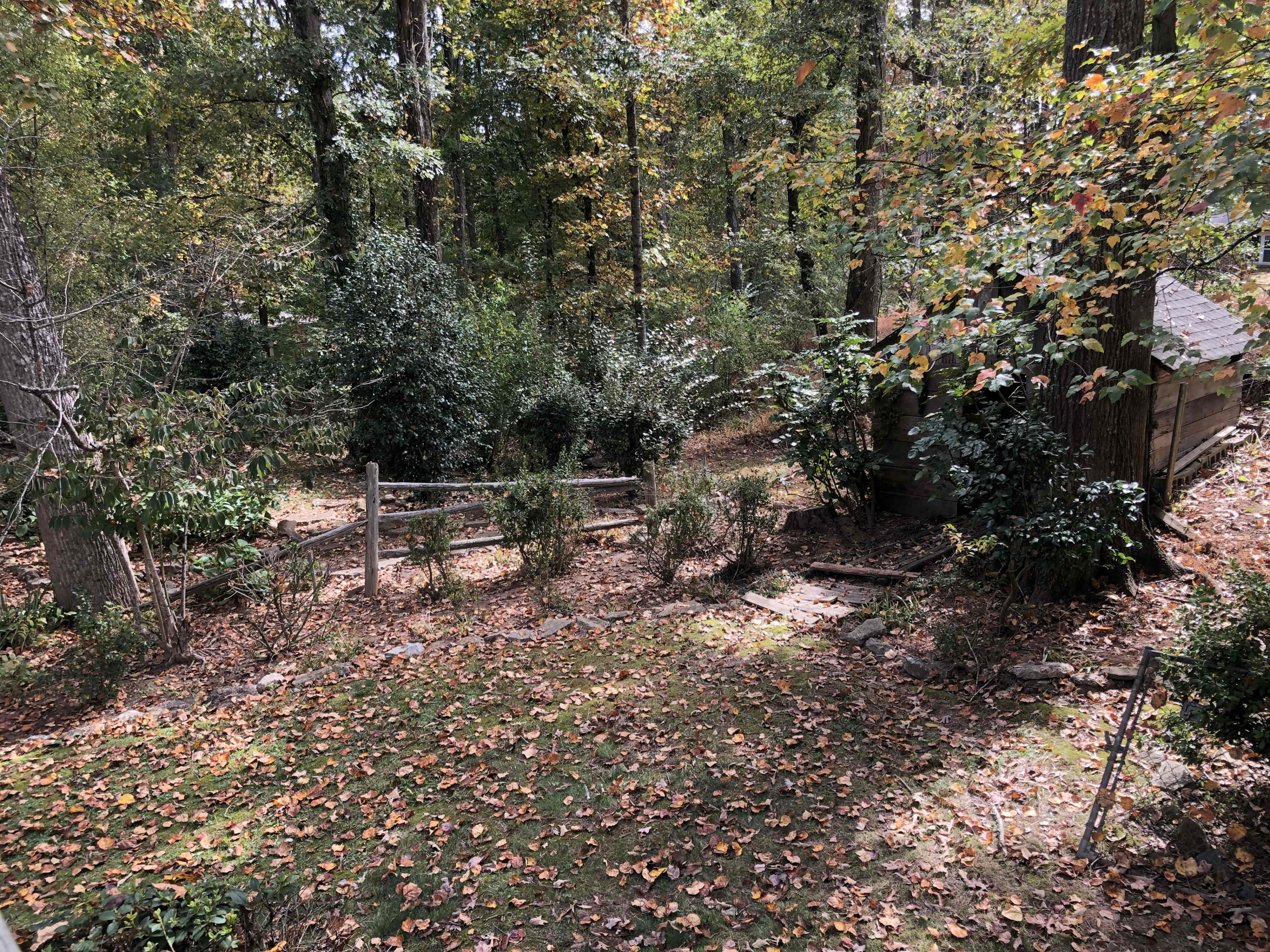 A wooded area with scattered fallen leaves, a rustic wooden fence, and a small shed partially obscured by trees and shrubs.