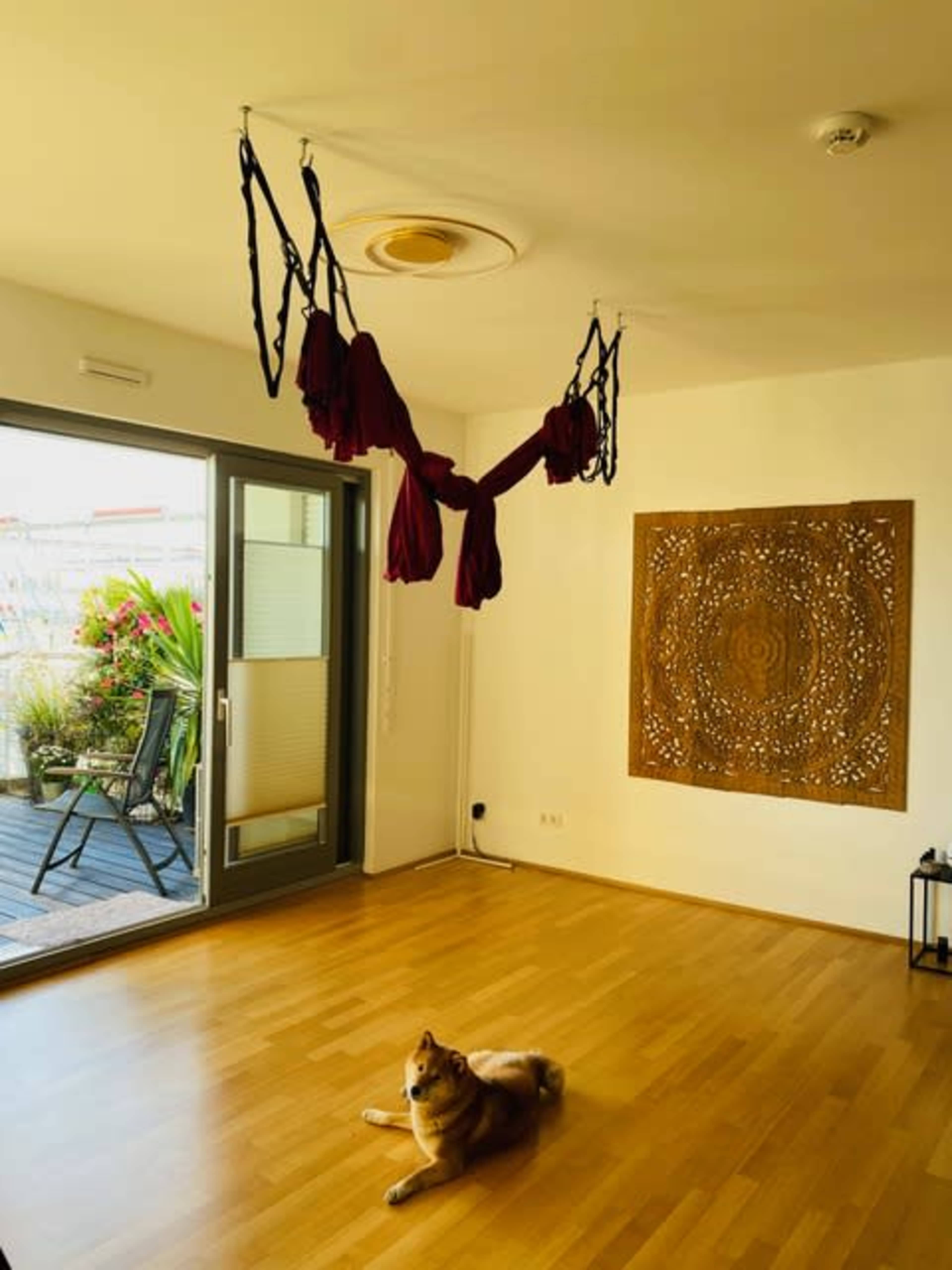 The image shows a spacious room with wooden flooring, featuring aerial silk apparatus hanging from the ceiling and a dog lying on the floor, with large glass doors leading to a patio filled with plants.
