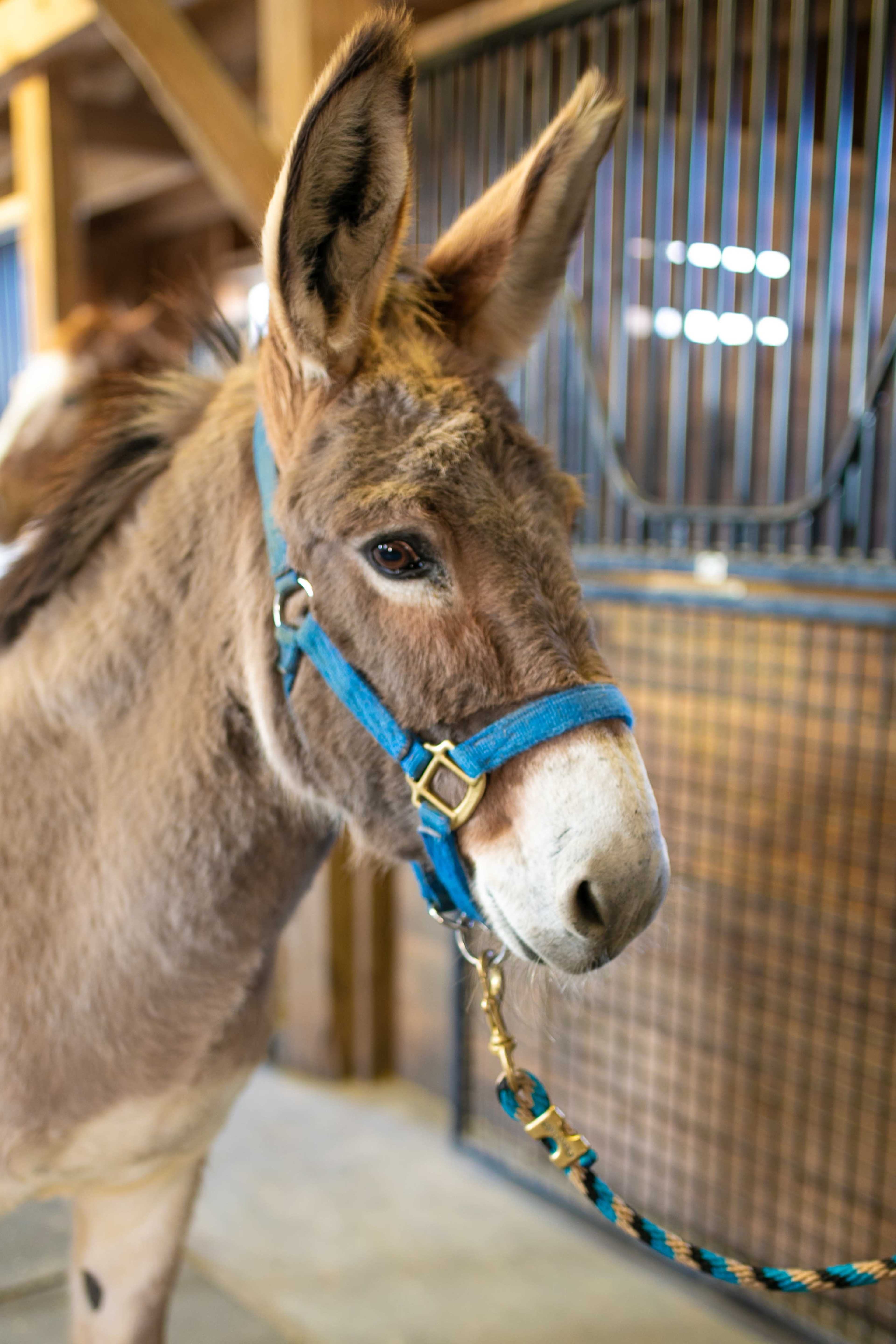 Horse Farm with Modern A-Frame and Pool Image in Brewster, Brewster, MA