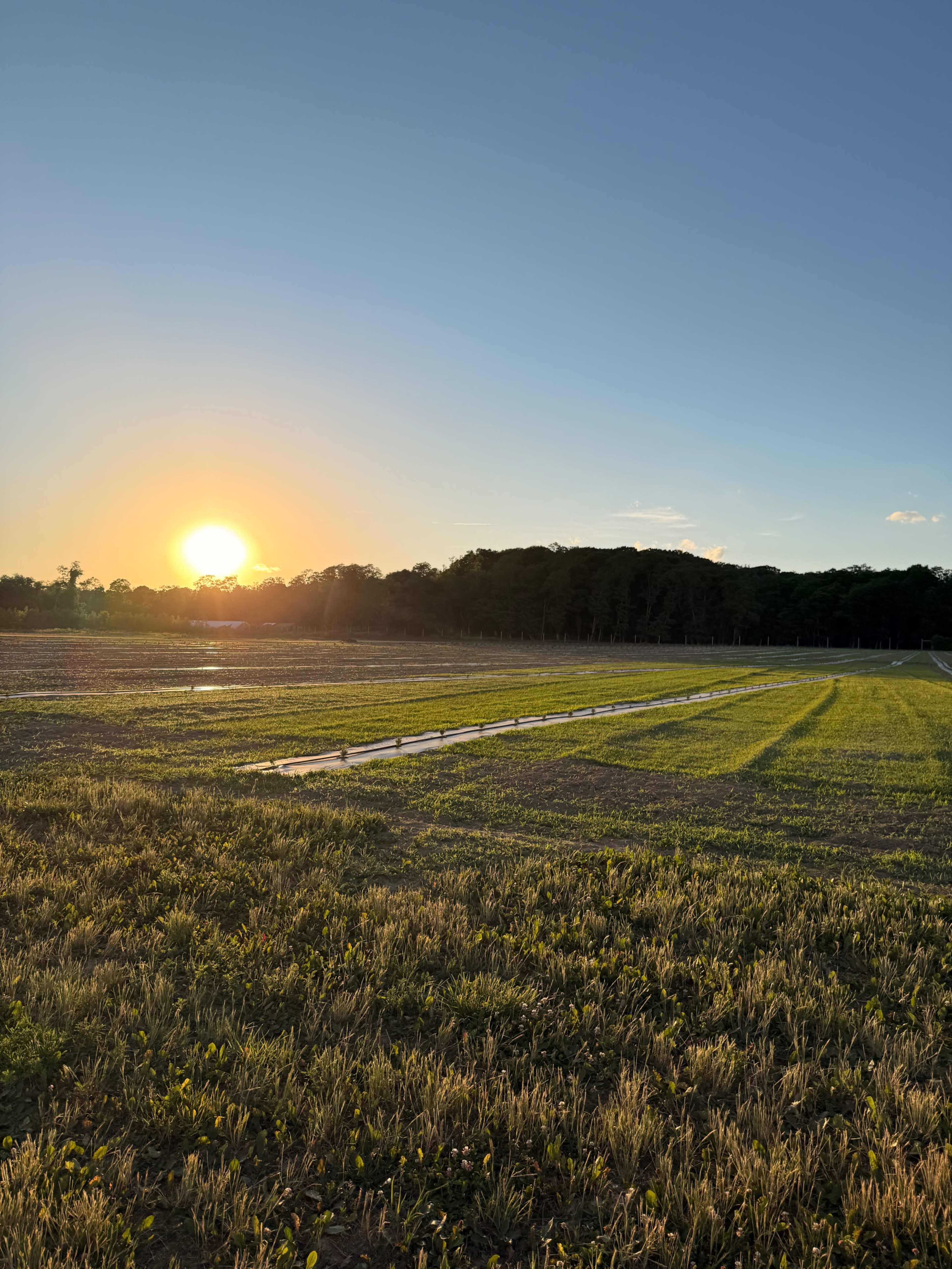 The sun rises over a field with rows of green grass and a tree line in the background.