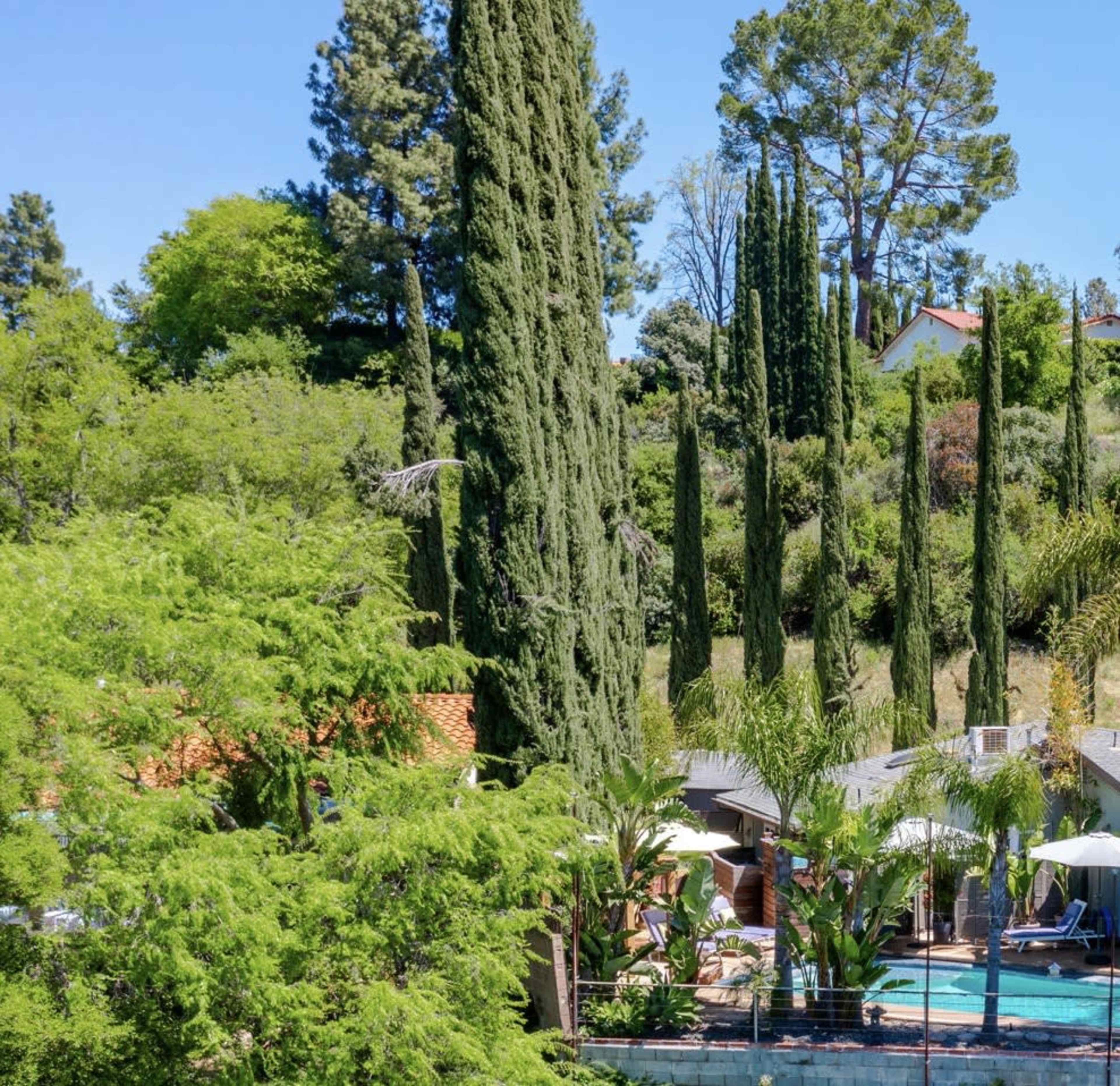 A swimming pool is surrounded by tall cypress trees and tropical plants in a landscaped yard.