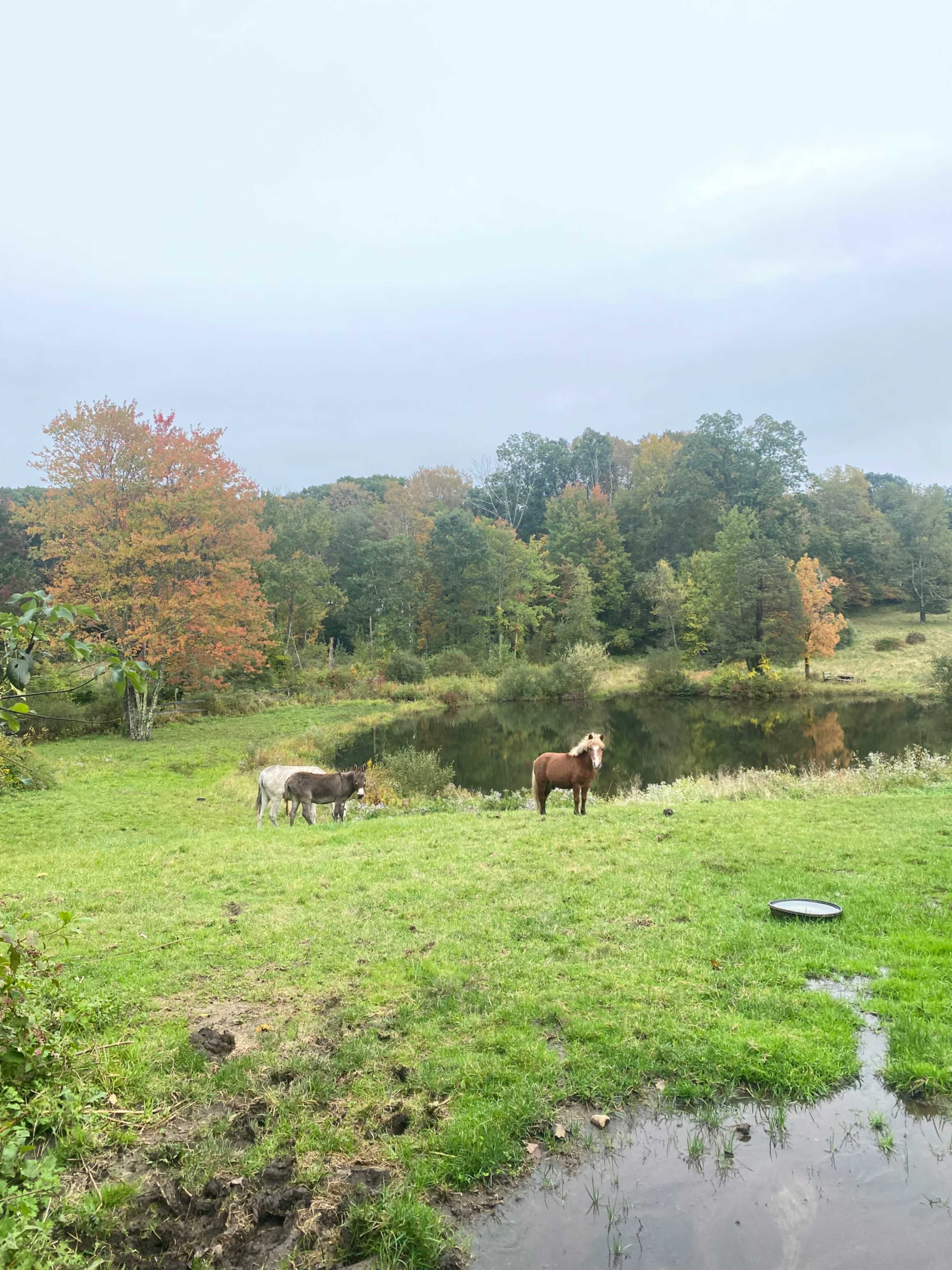 Outdoor Farm with Barn Image in New Fairfield, New Fairfield, CT