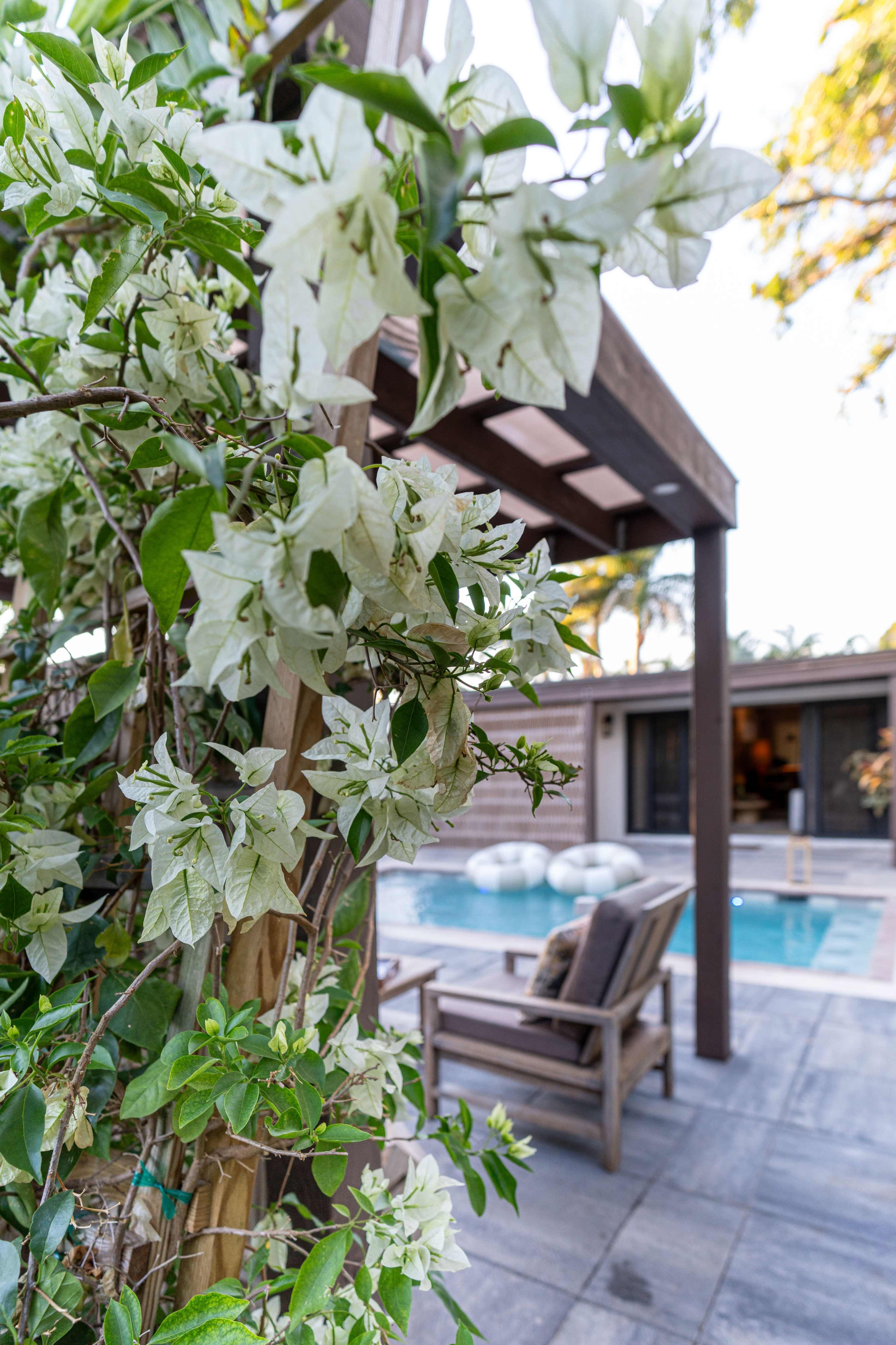 A flowering plant with white blooms is in the foreground, framing a swimming pool and a lounge chair behind it.