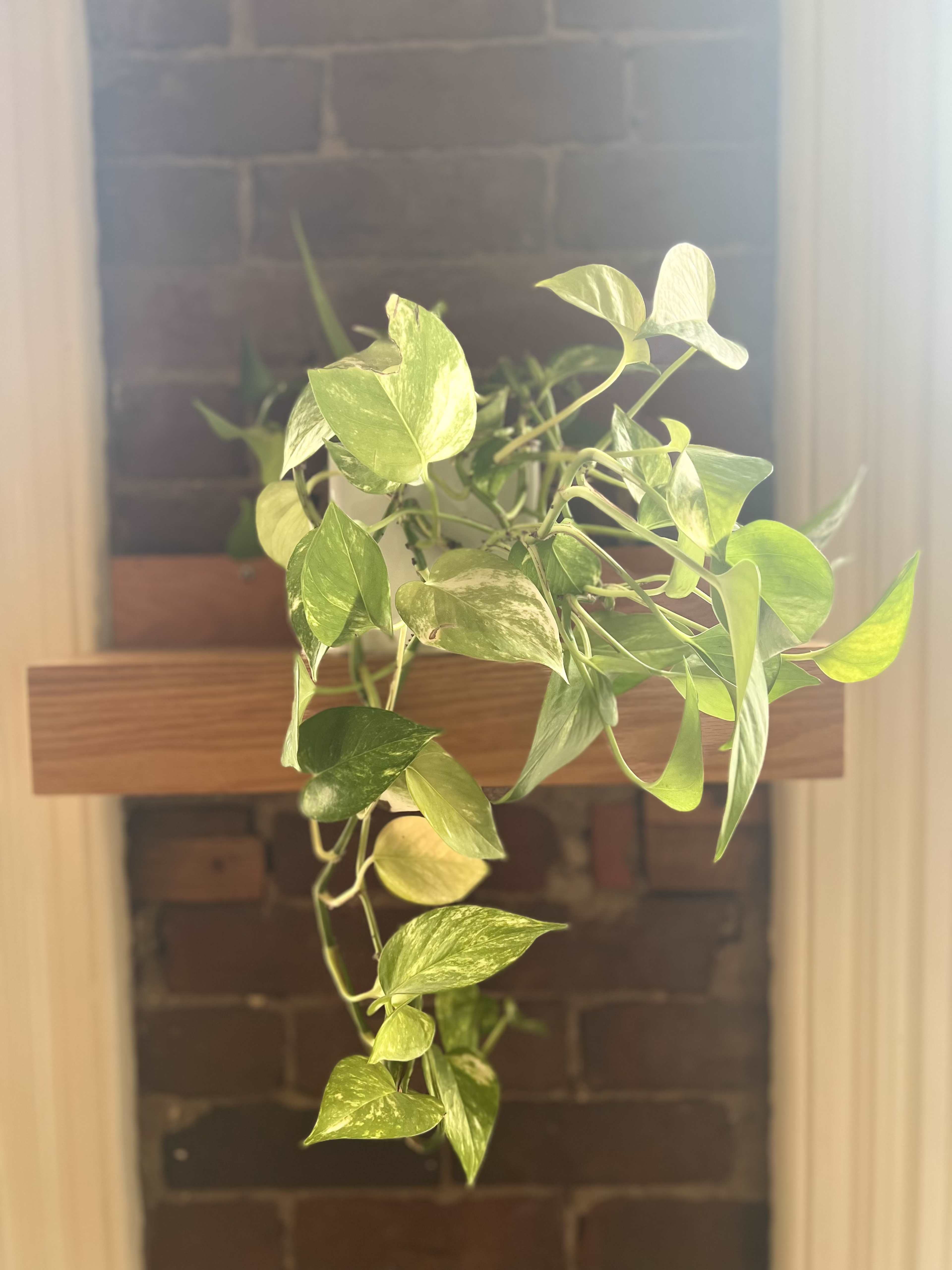 A green vine plant is growing from a wooden shelf against a brick wall.