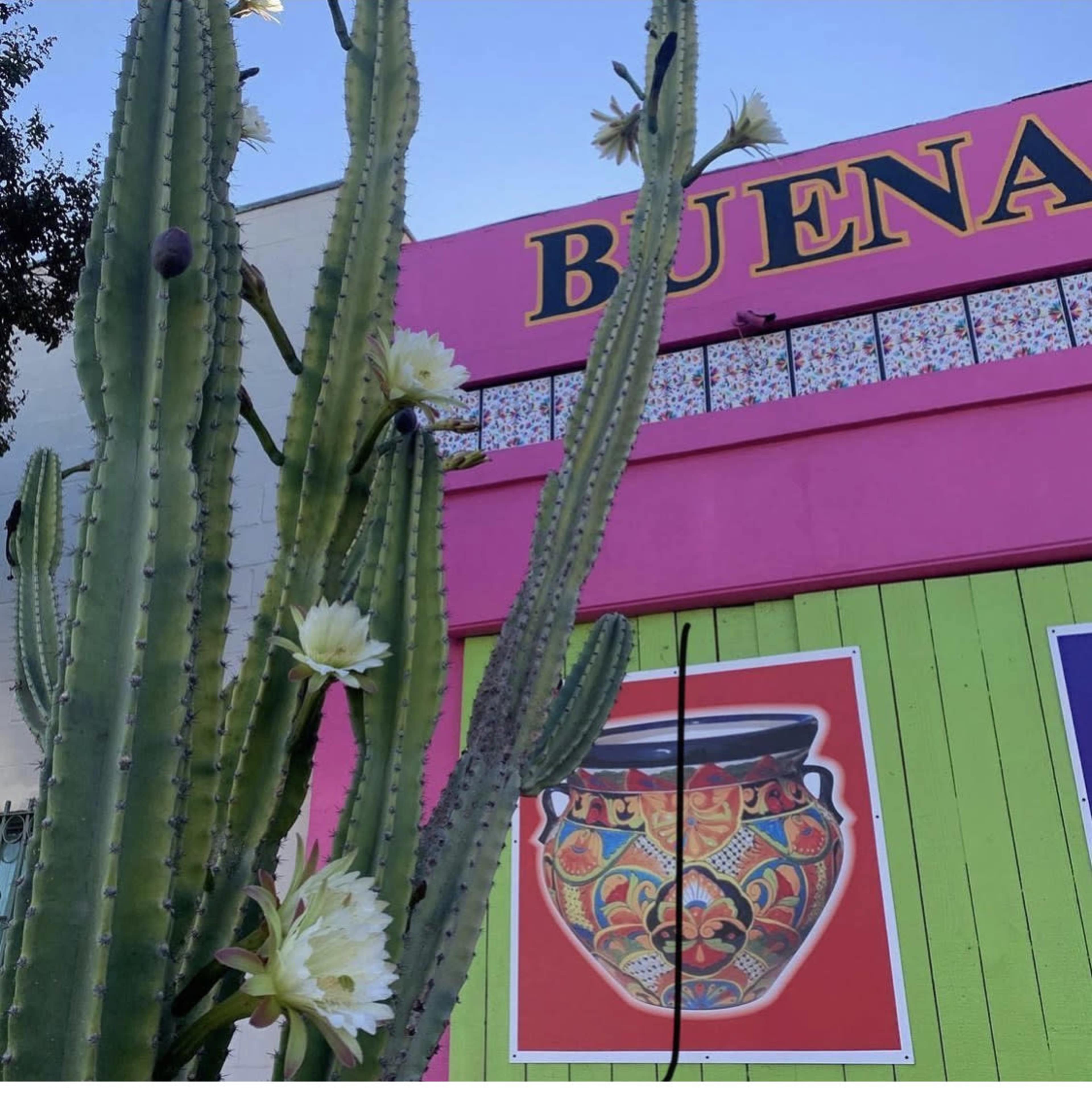 A tall cactus with blooming flowers stands in front of a brightly painted building featuring colorful artwork and the word "BUENA."