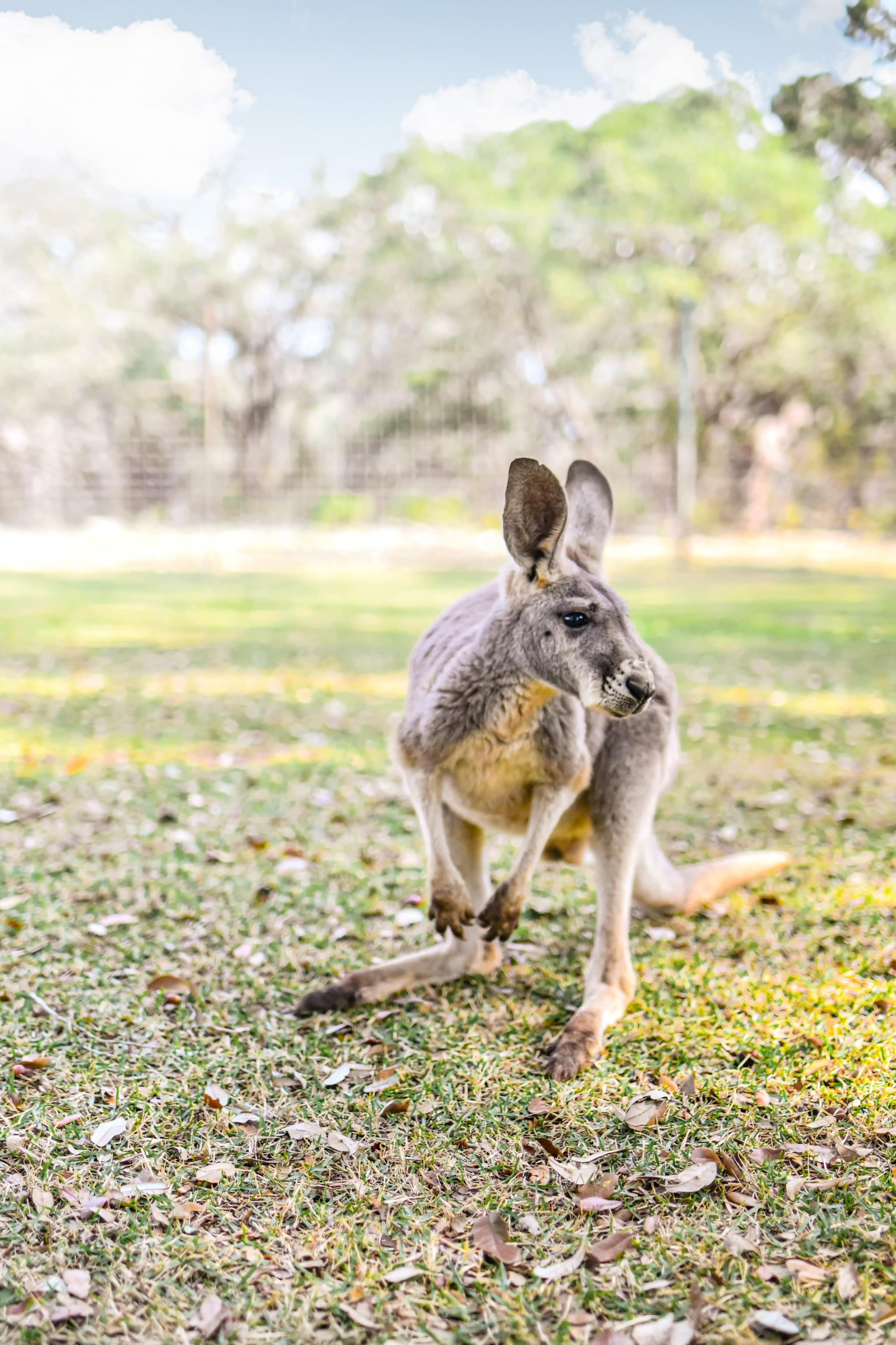 A kangaroo sits on the grass in a park, surrounded by trees and dappled sunlight.