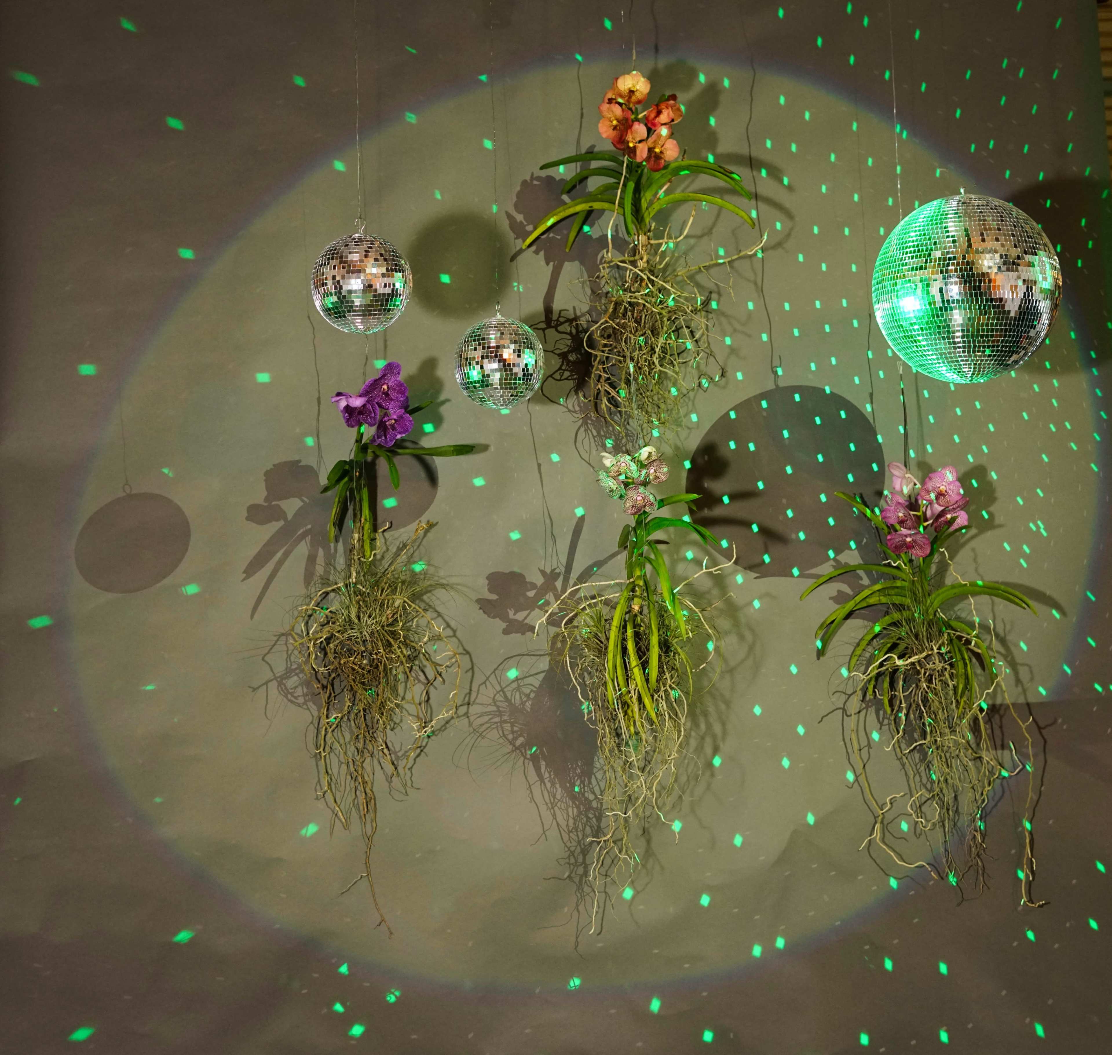 The image shows a collection of hanging orchids with their roots exposed, accompanied by two disco balls reflecting green light patterns on a grey background.