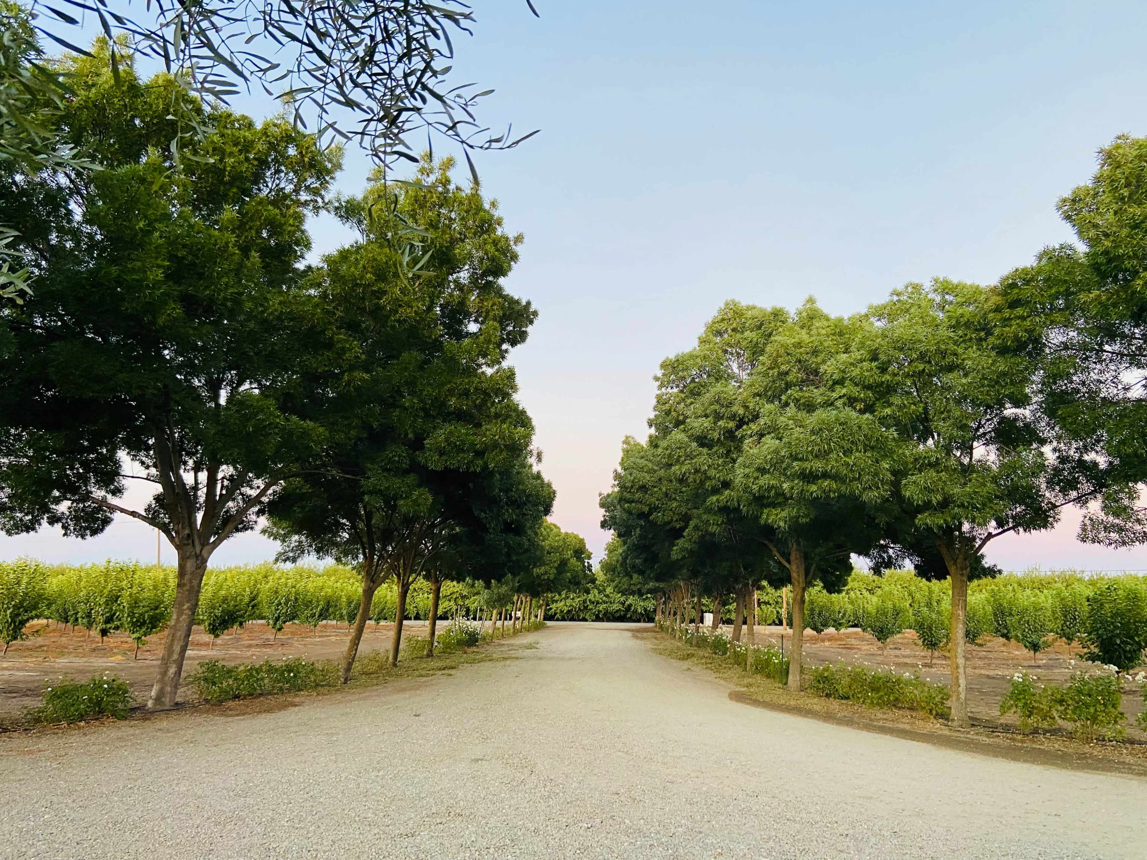 Private Villa Surrounded by Cherry Orchards Image in , Vernalis, CA