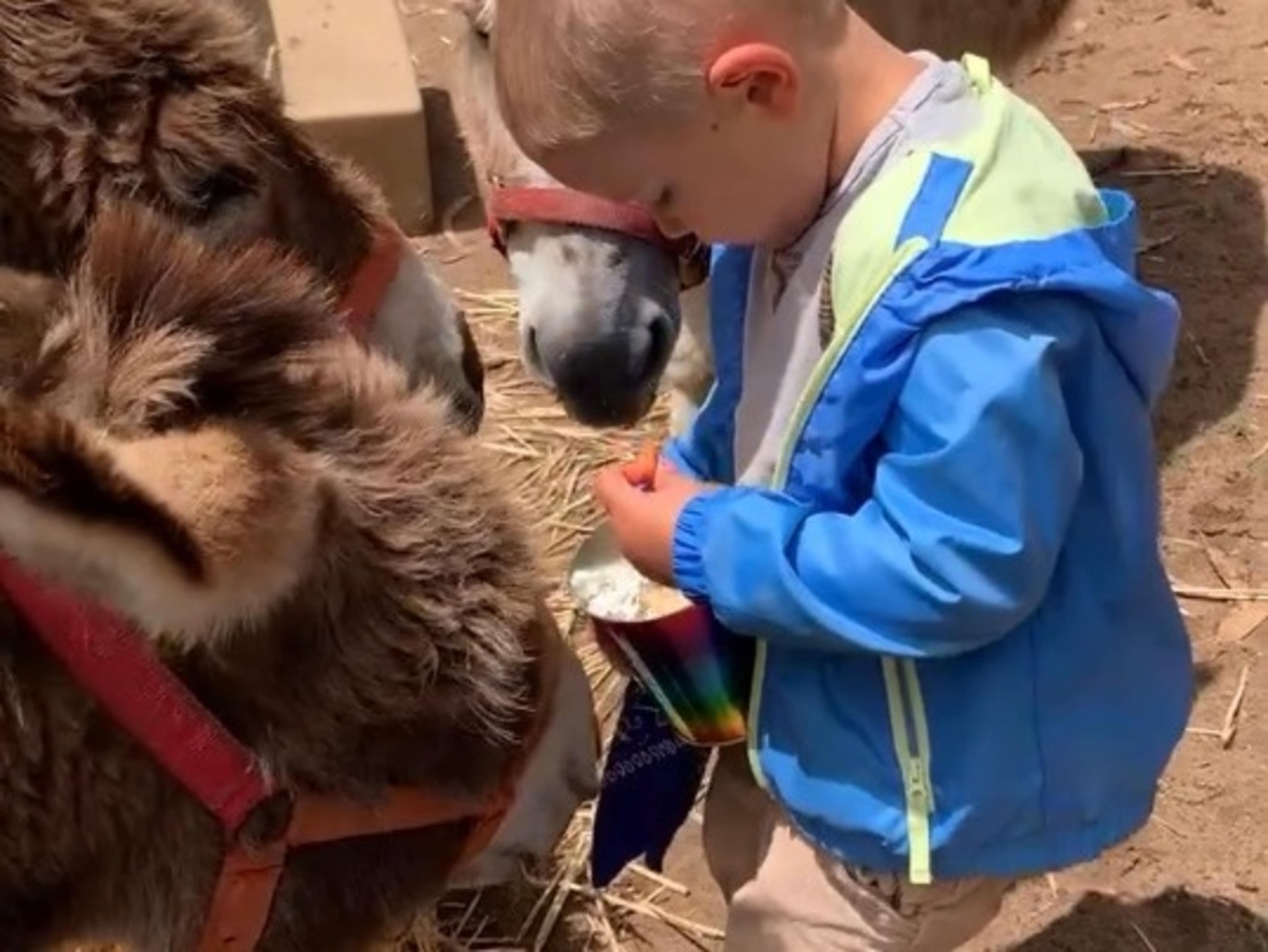 Donkey ( mini) & Farm