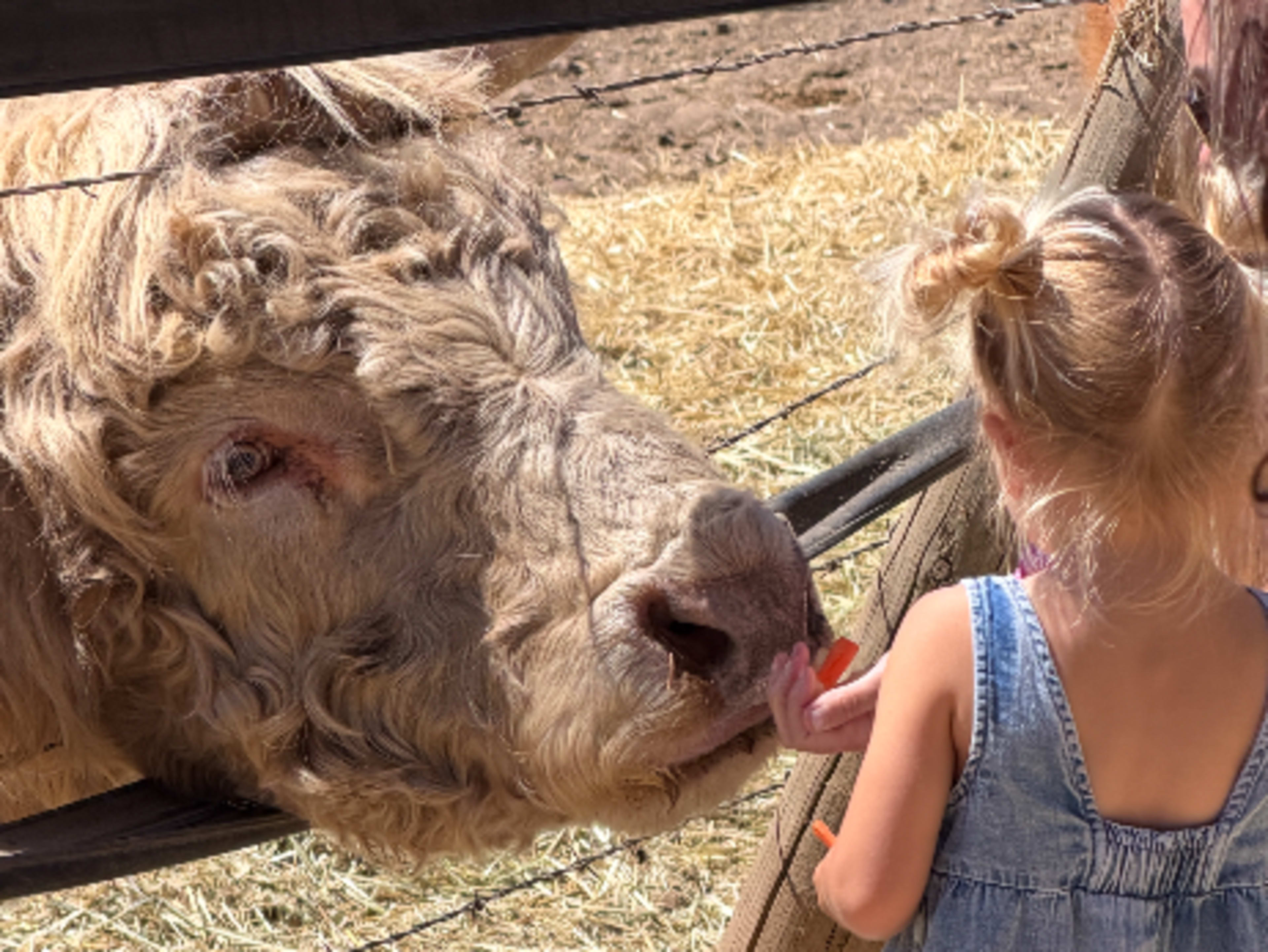 Hayride to Highland Cows 