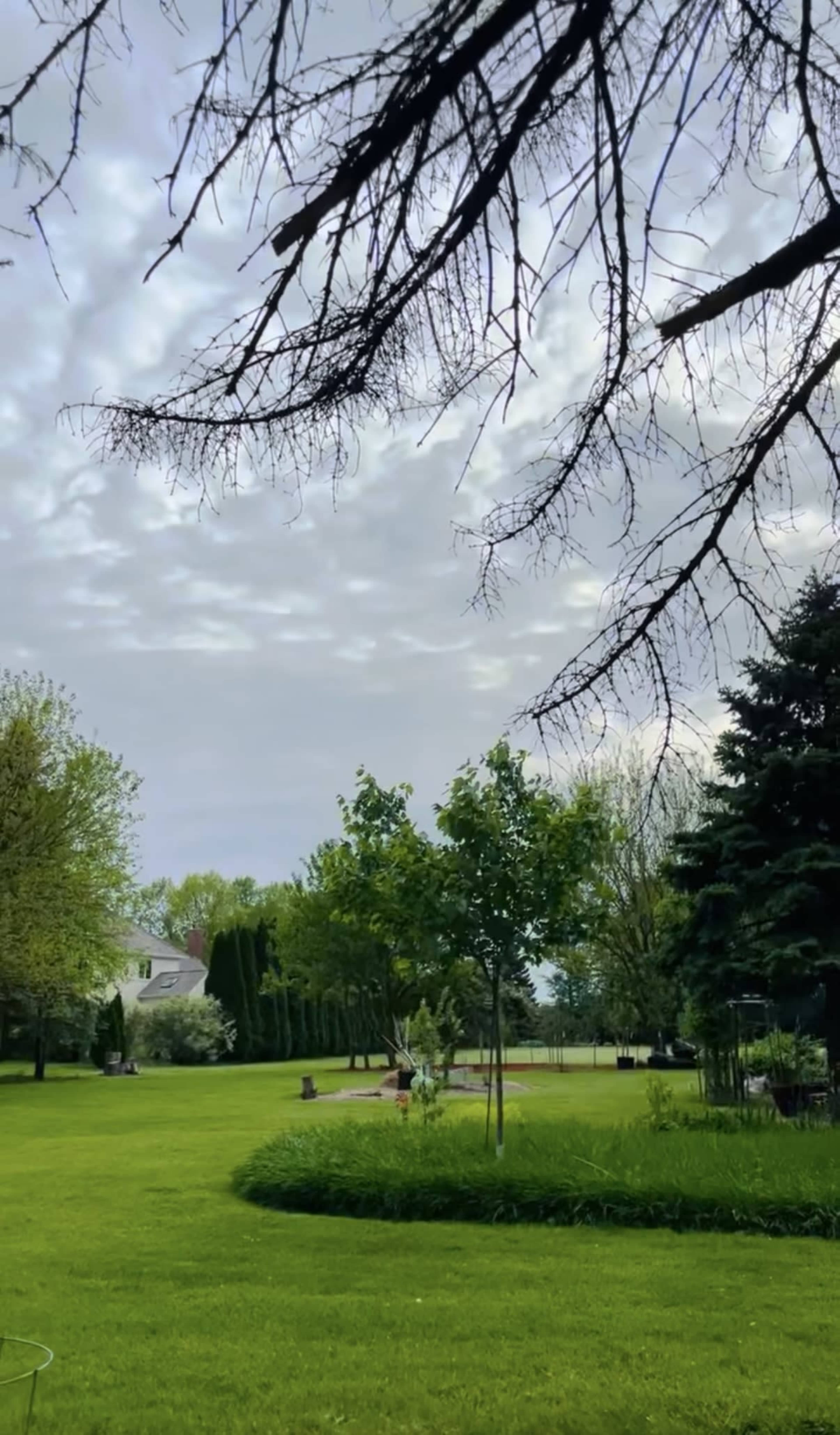 A lush, green yard is framed by trees and a house, under a cloudy sky.