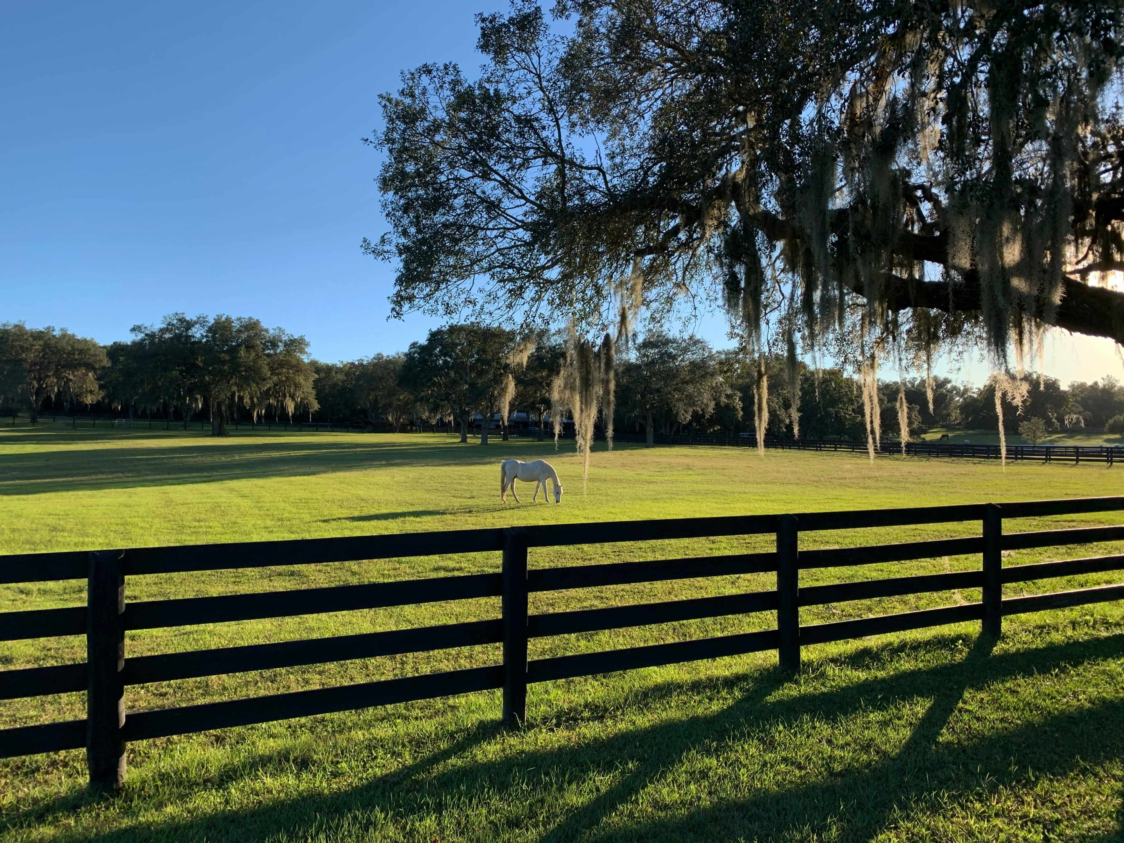 A white horse grazes in a green field surrounded by a black wooden fence and trees draped with Spanish moss.