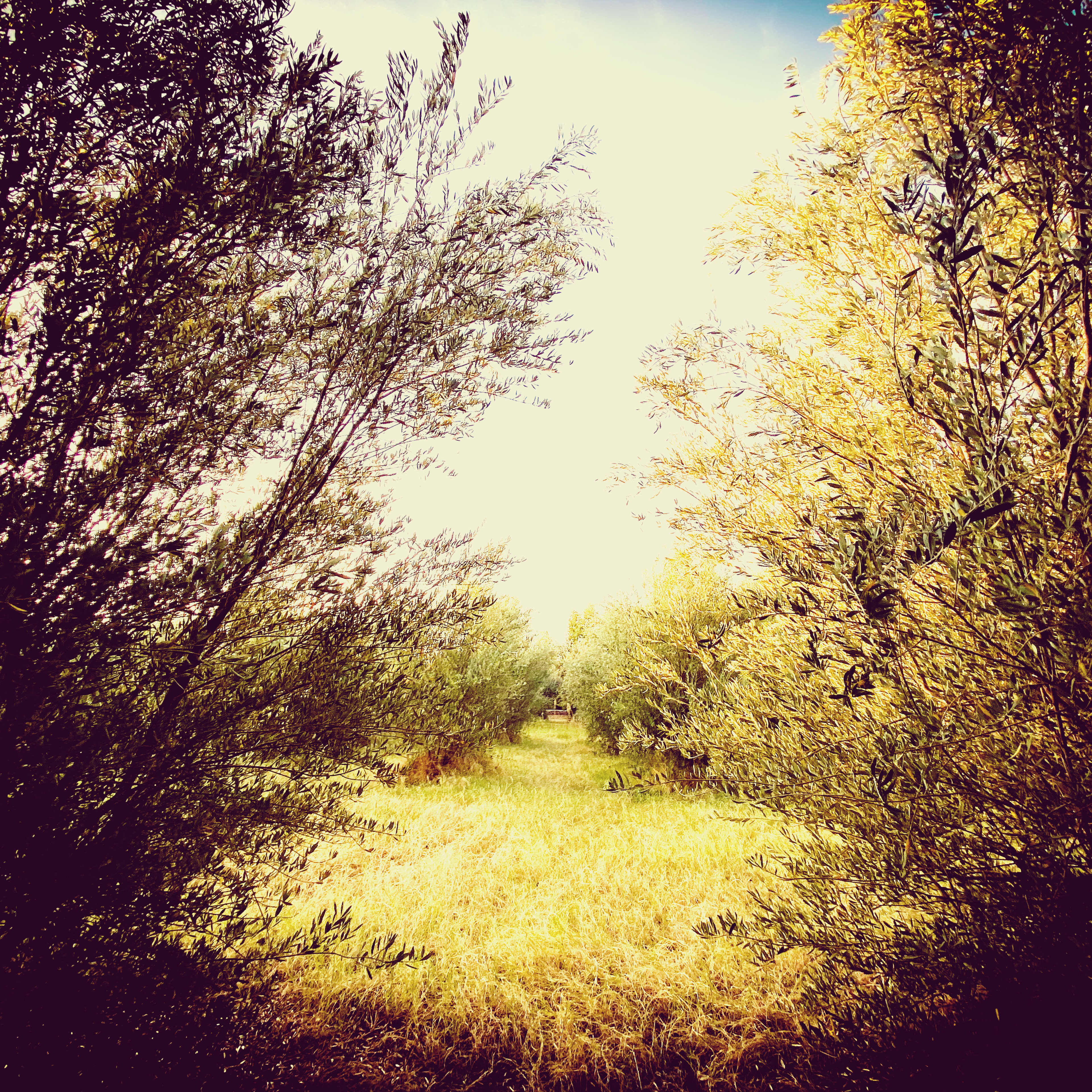 A pathway through olive trees leading to a bright, open area with grass.