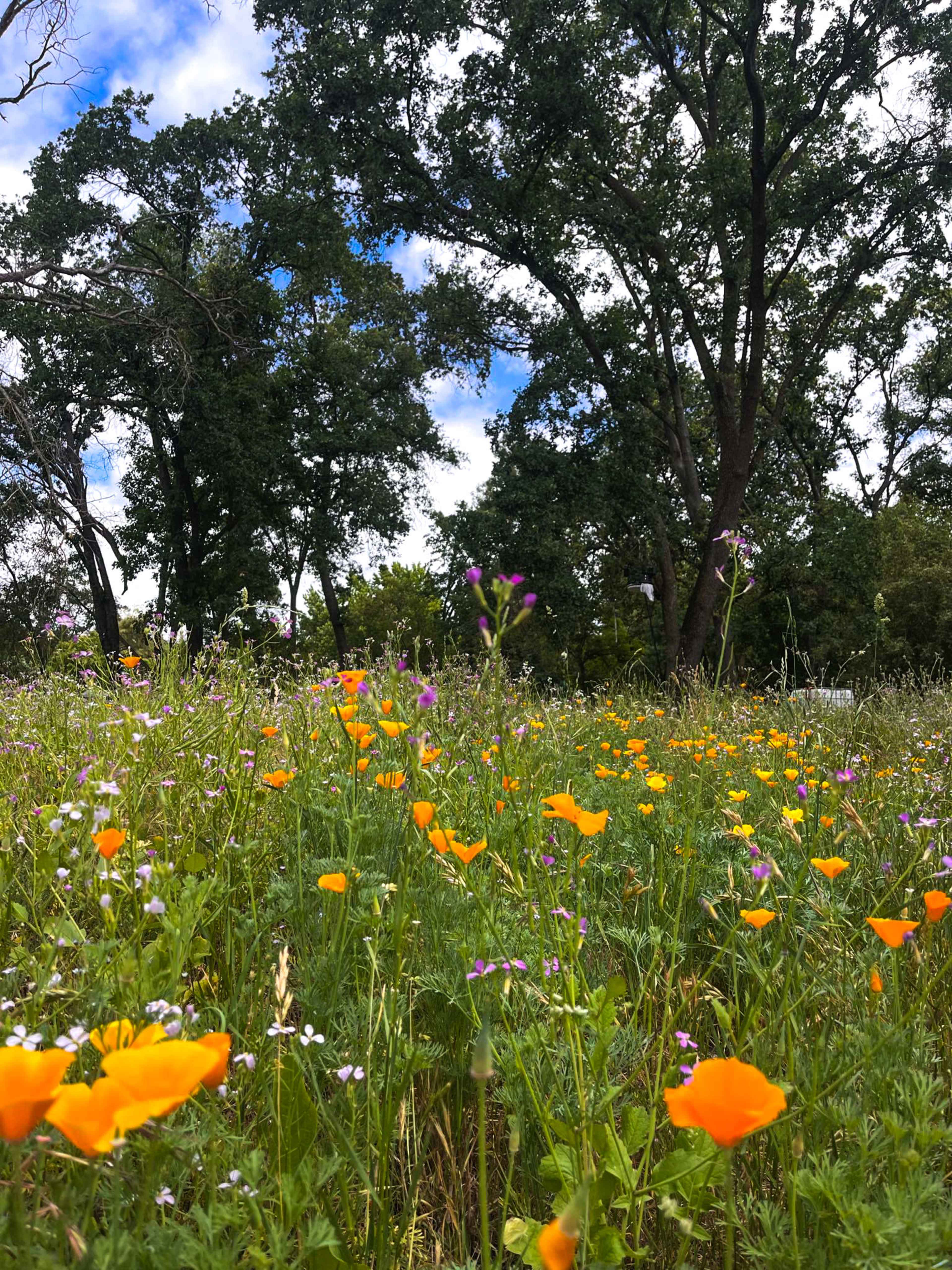 Private Forest in the middle of the city! Image in Citrus Heights, Citrus Heights, CA