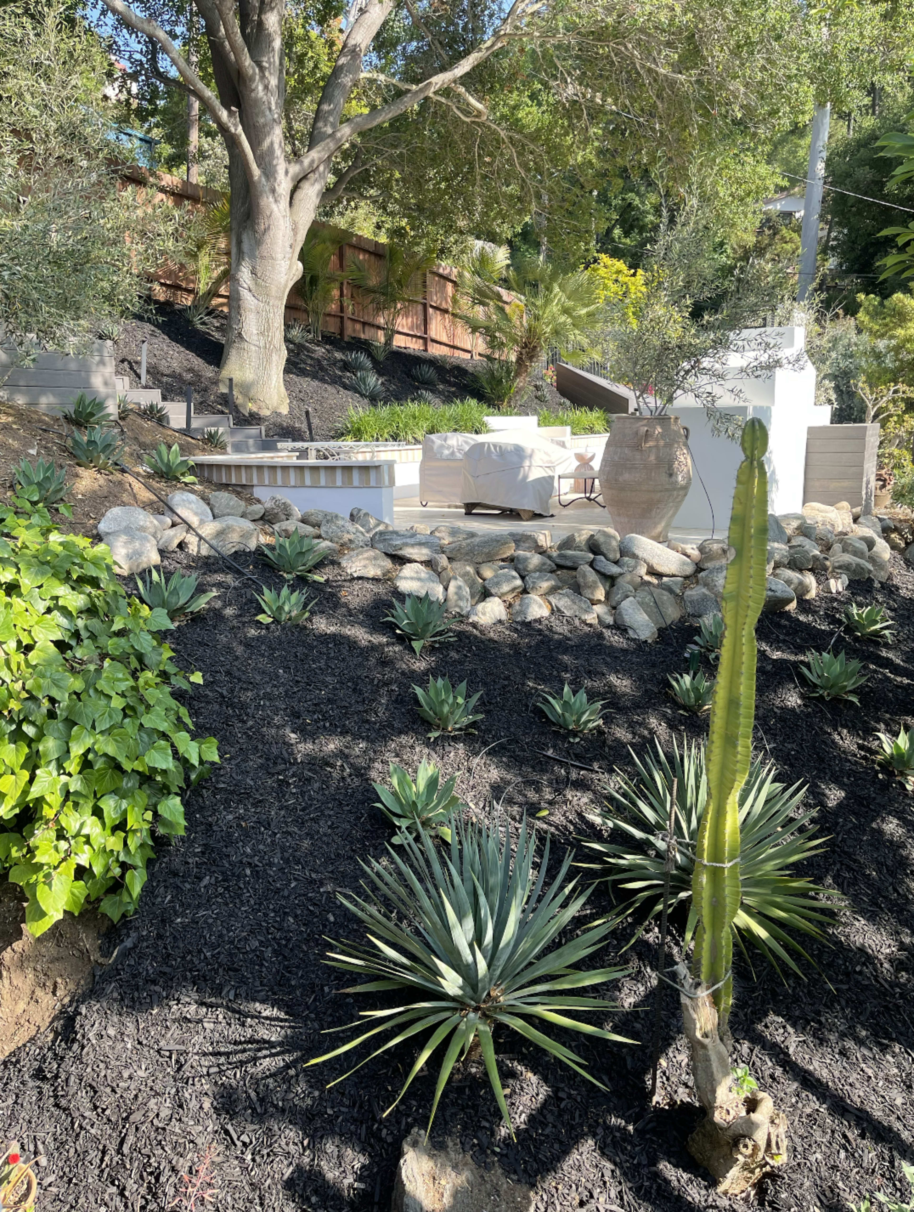 The image shows a landscaped area featuring various plants, including cacti and succulents, with a seating area and stone pathways in the background.