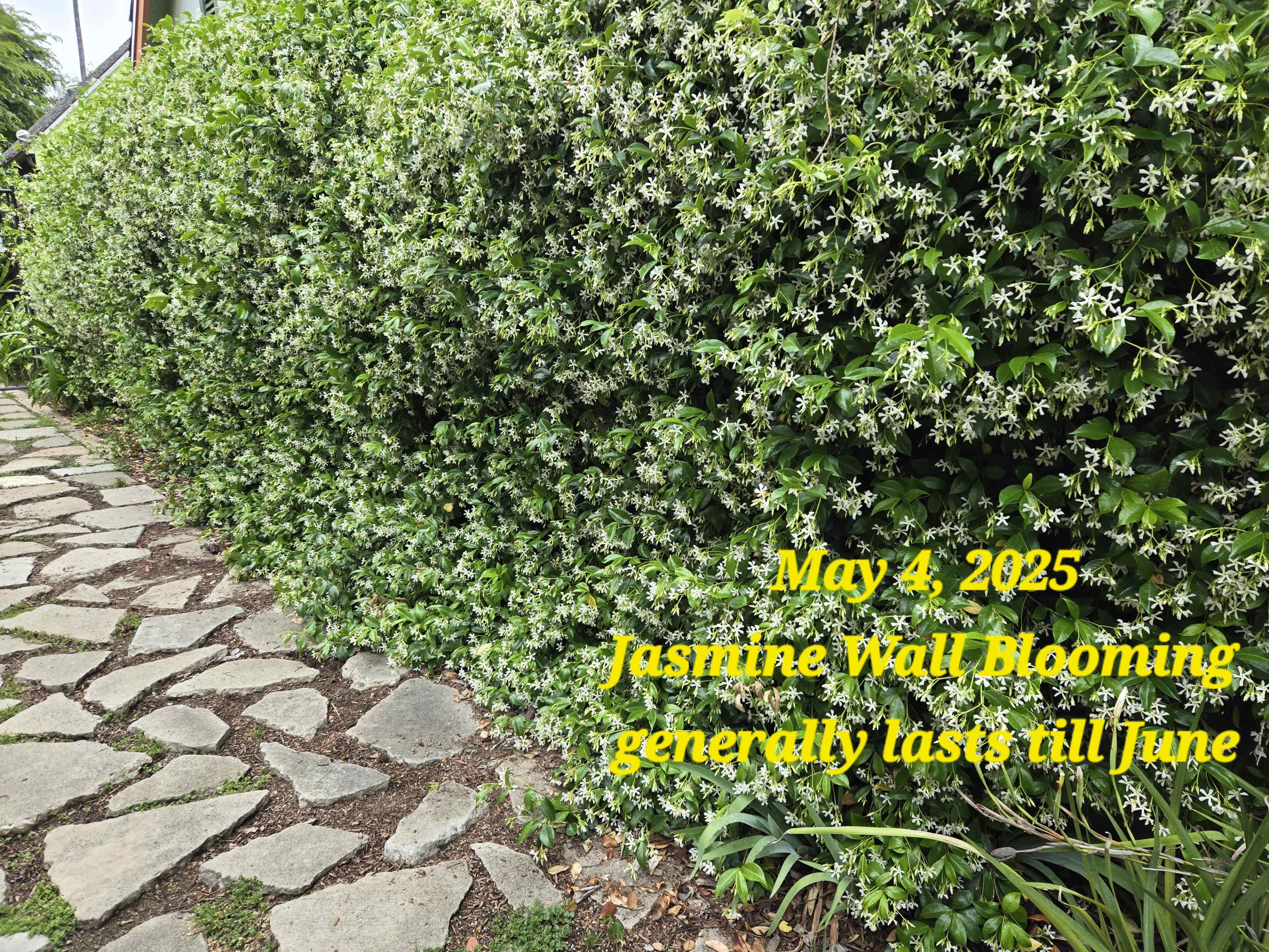 Lush Jungle  & Outdoor Photo and Video Shoot Space Image in South Pasadena, South Pasadena, CA
